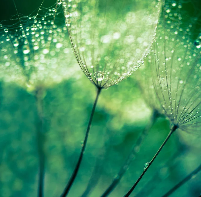 Mental Health is a Leadership Issue