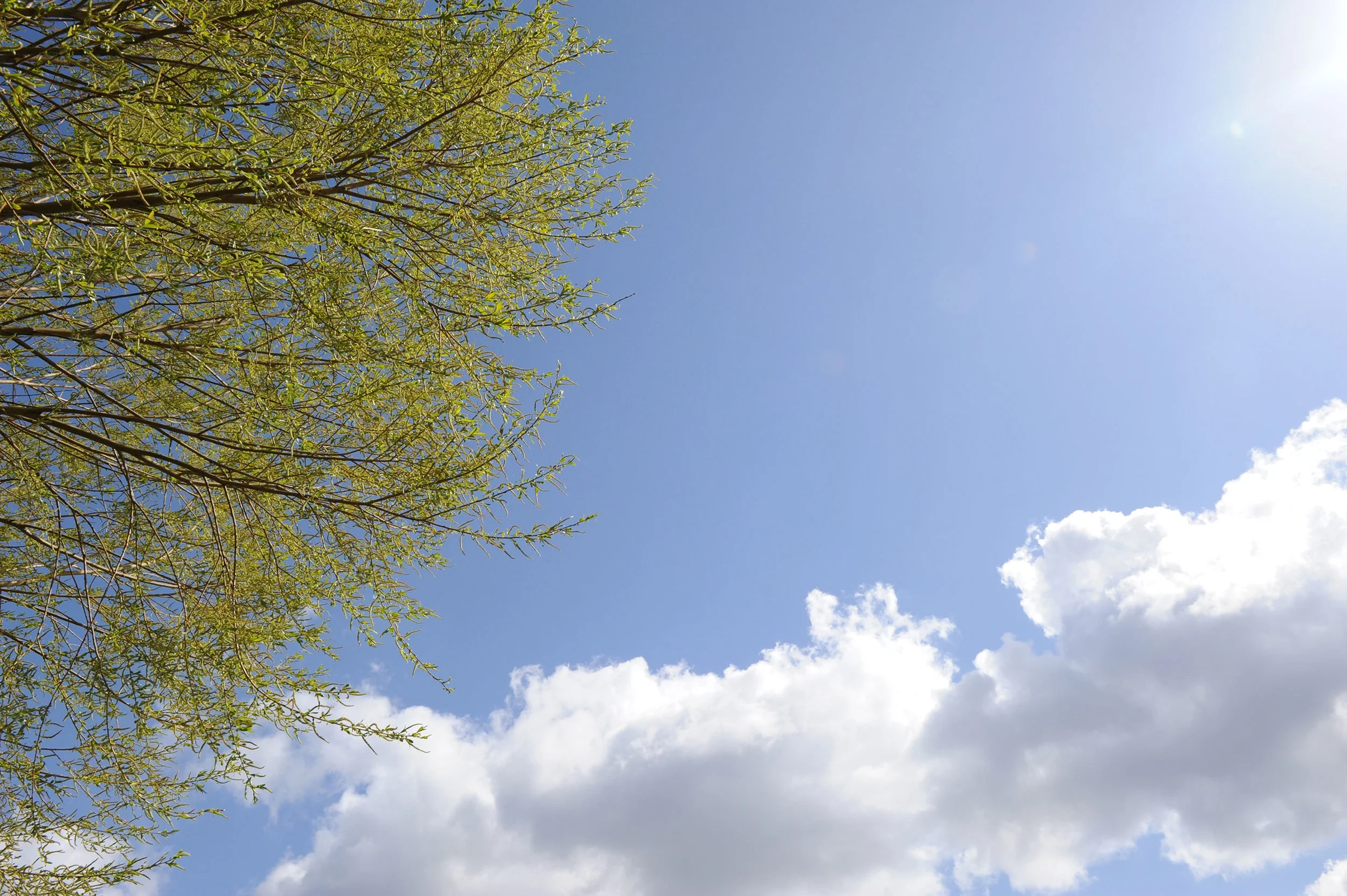 Newsletter Issue No. 1