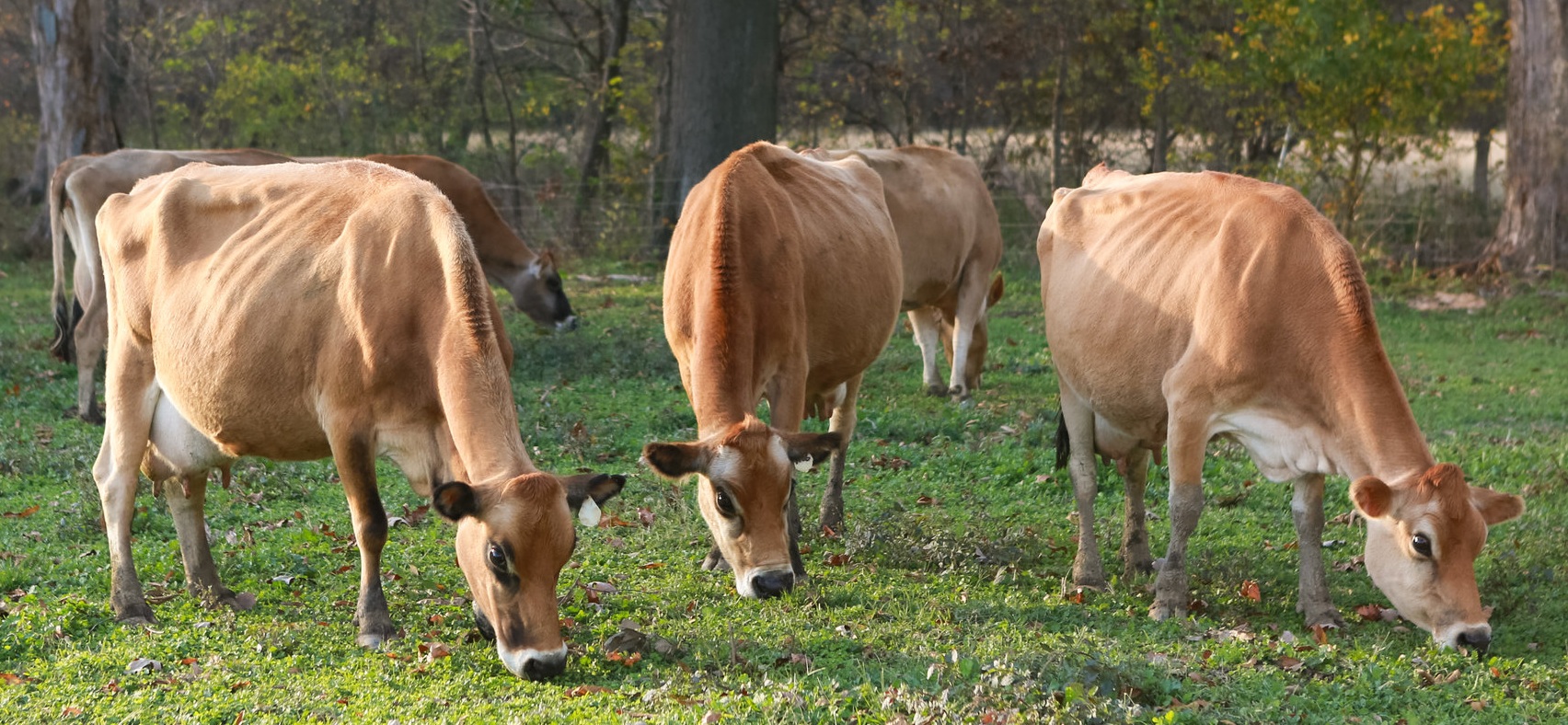 Marcoot+Jersey+Cows+in+Pasture.jpg