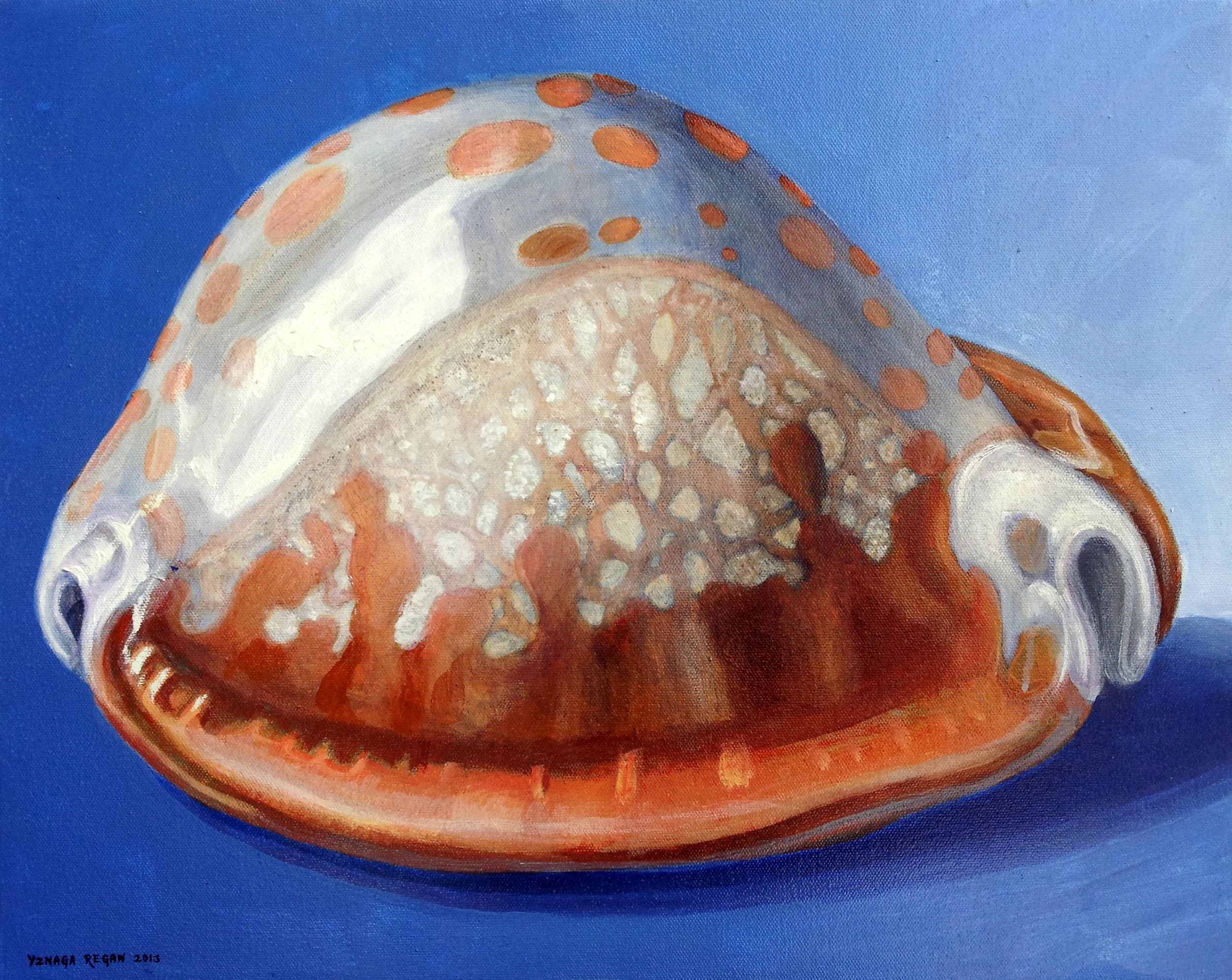 Cypraea helvola