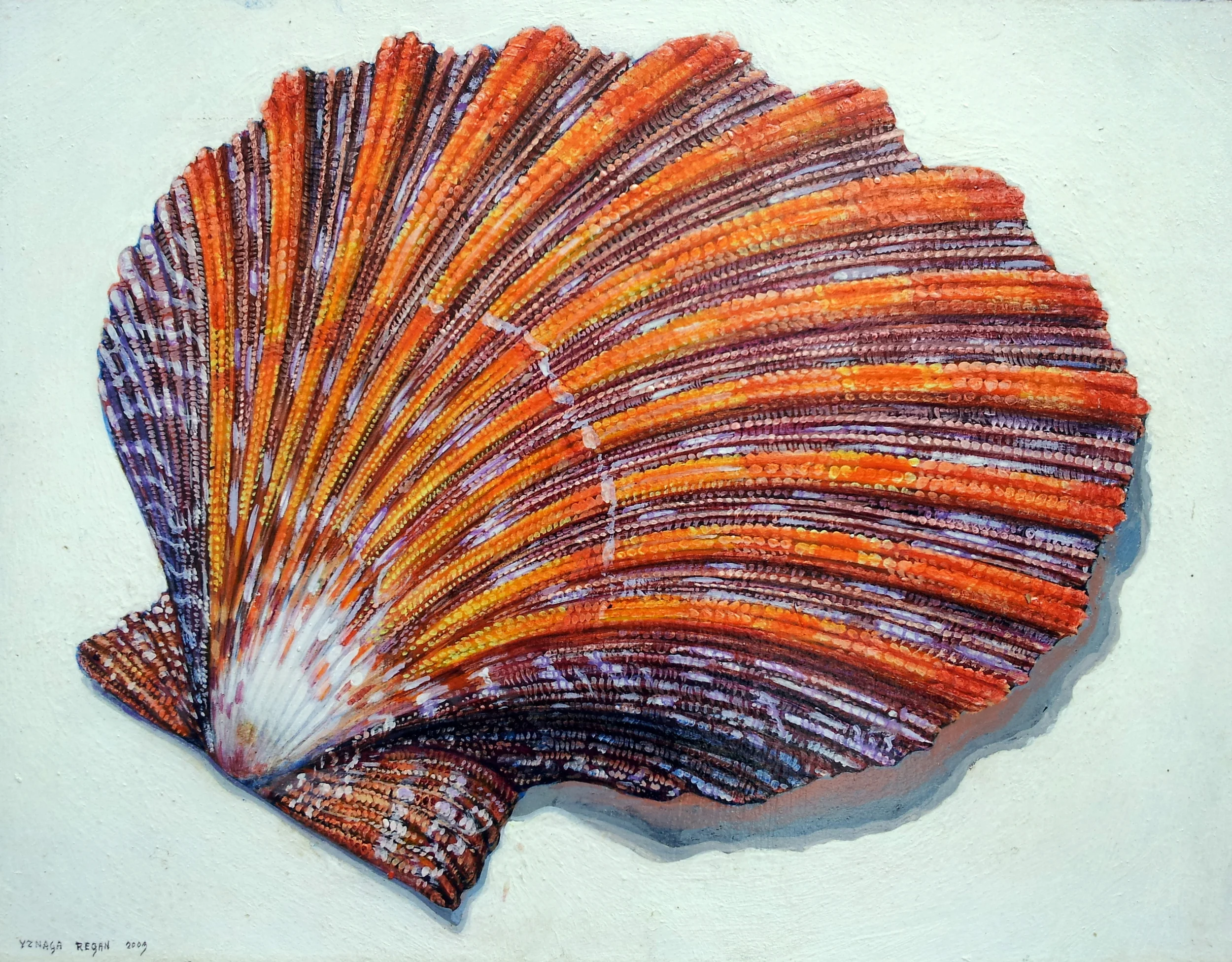 Cryptopecten pallium