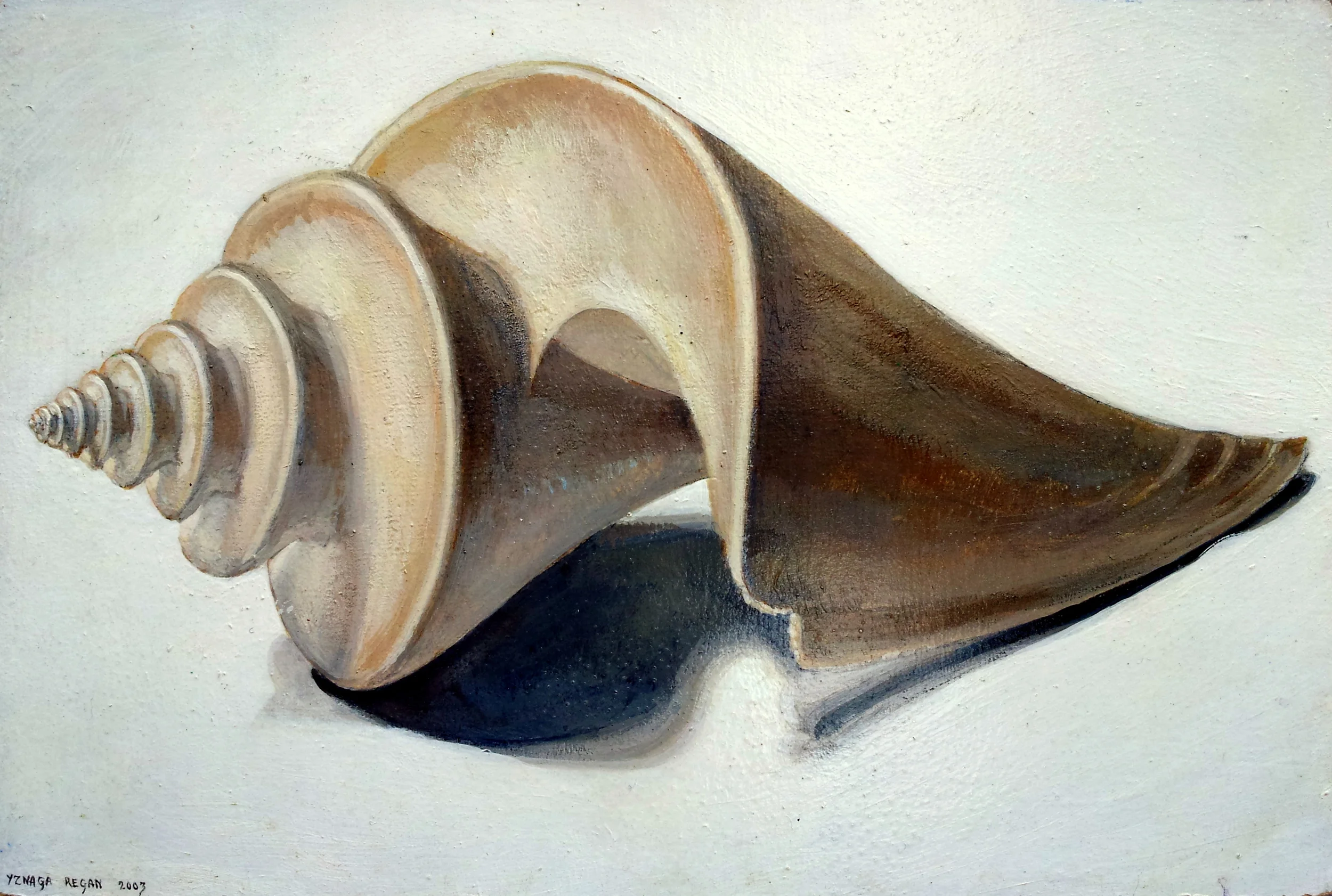Thatcheria mirabalis
