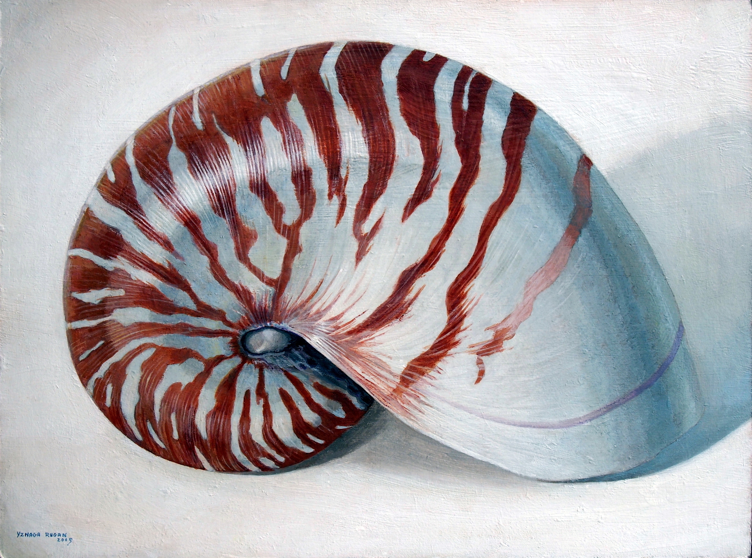 Nautilus pompilius