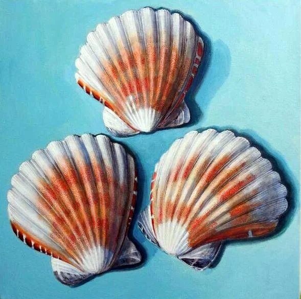 Pecten nobilis