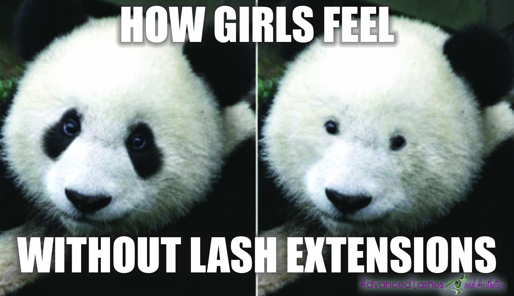panda bear eyelashes meme