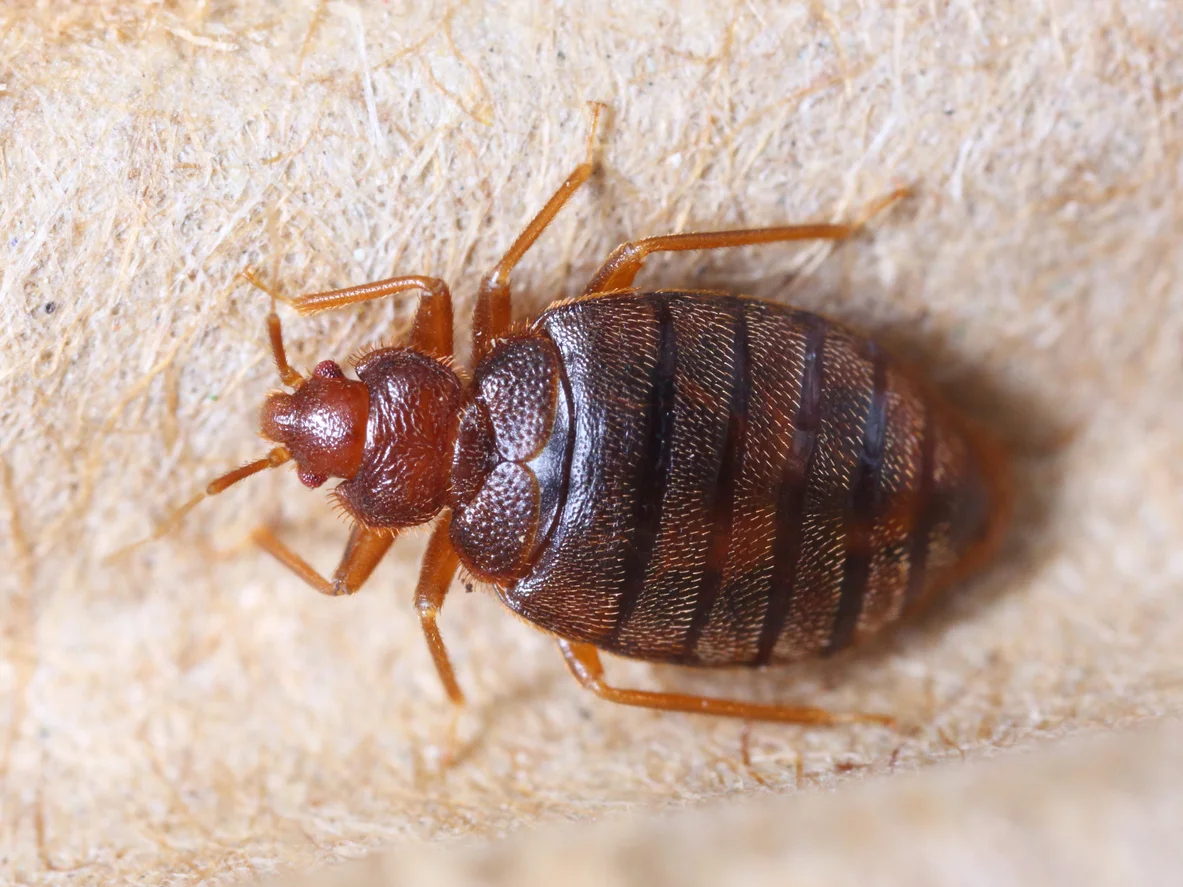 bed bug.jpg