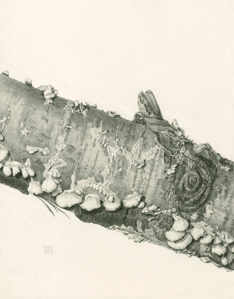 Birch collar Betalaceae, graphite 11x14 by Shiere Melin