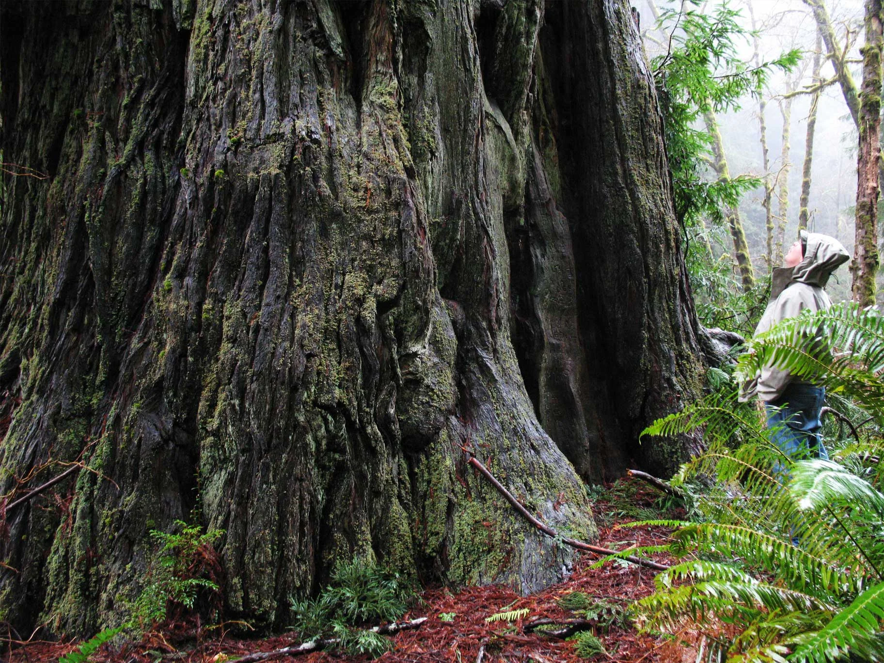 Prairie Creek Redwoods