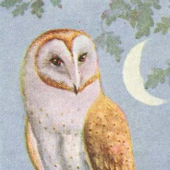 barn_owl2.jpg