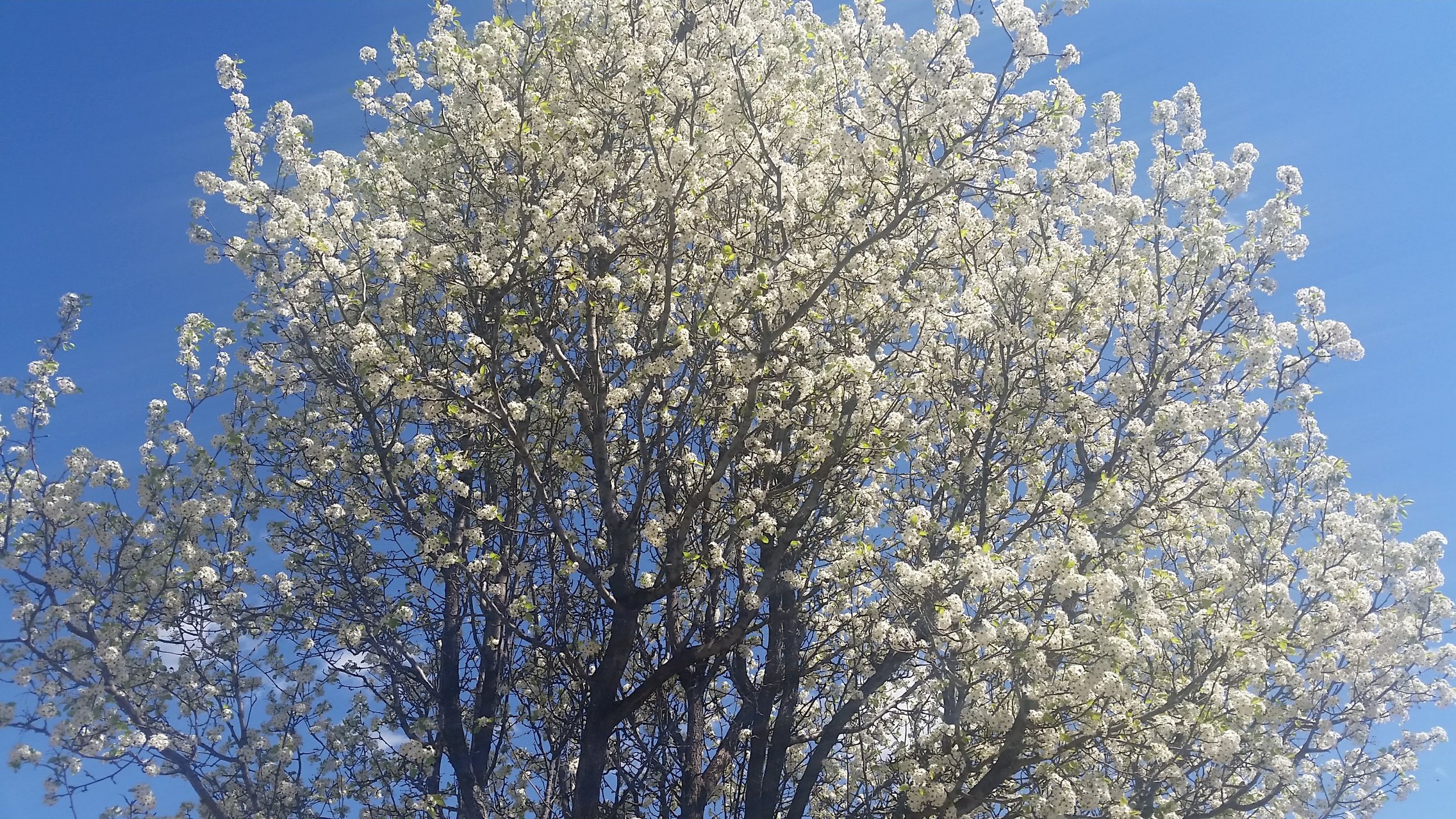 White blossoms represent freedom!