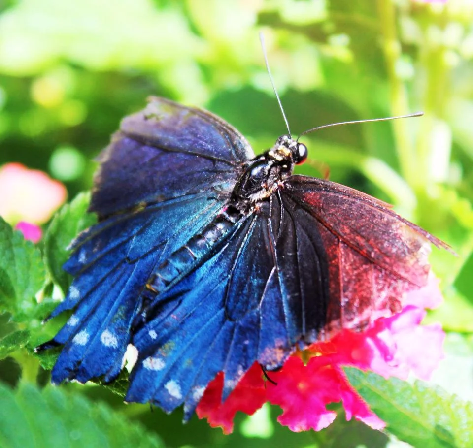 You are a beautiful butterfly!