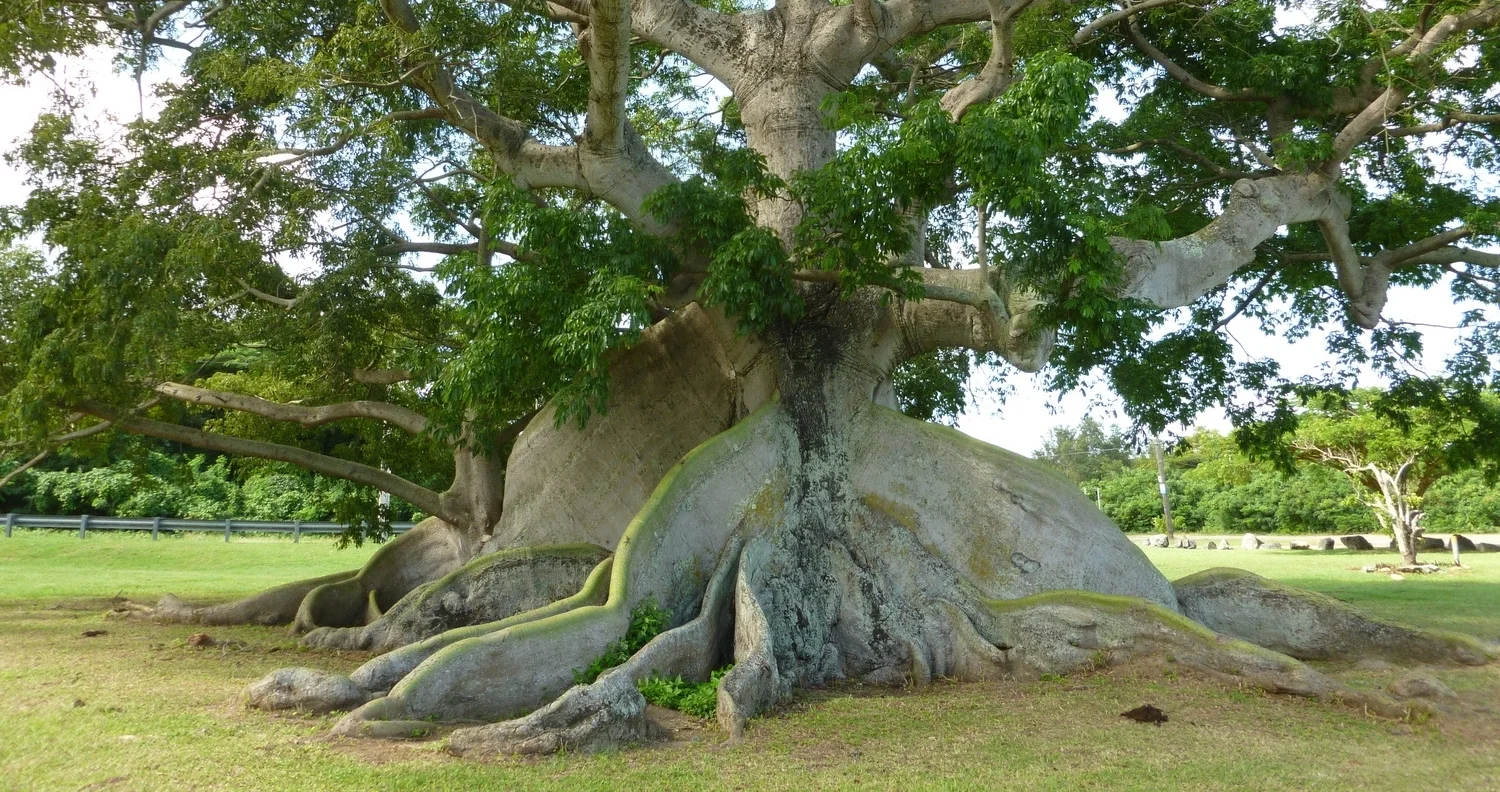 230 ceiba tree .JPG