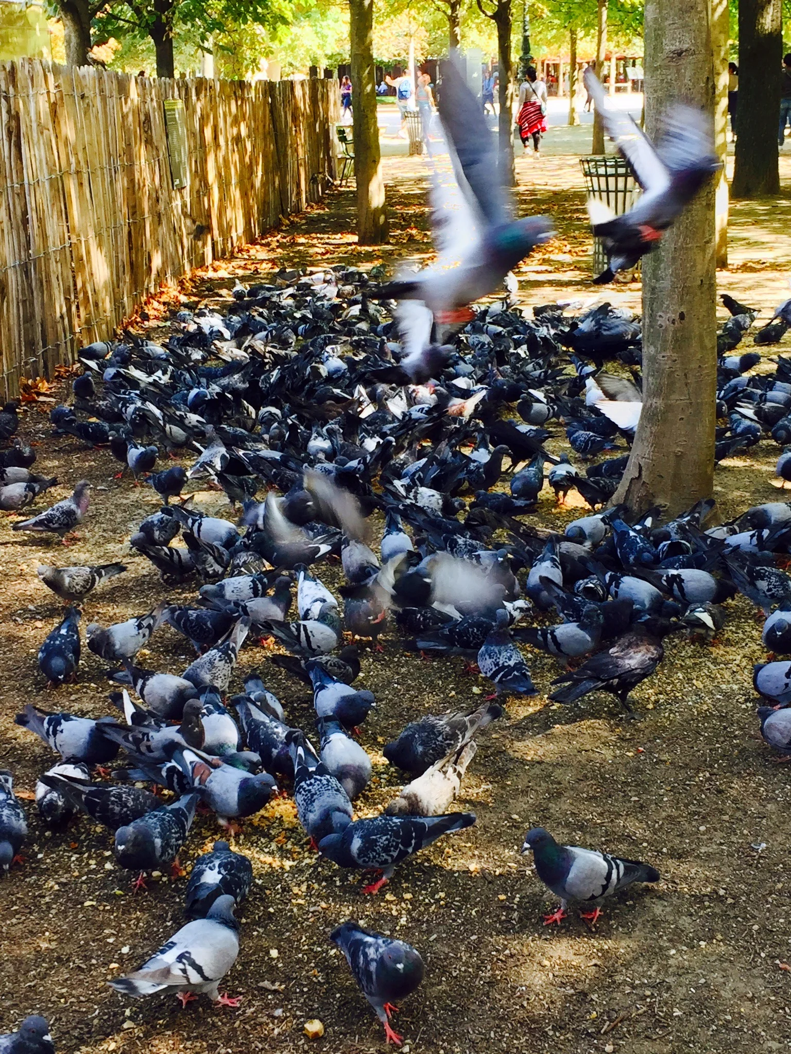  Pigeons flock in the Tuleries Garden 