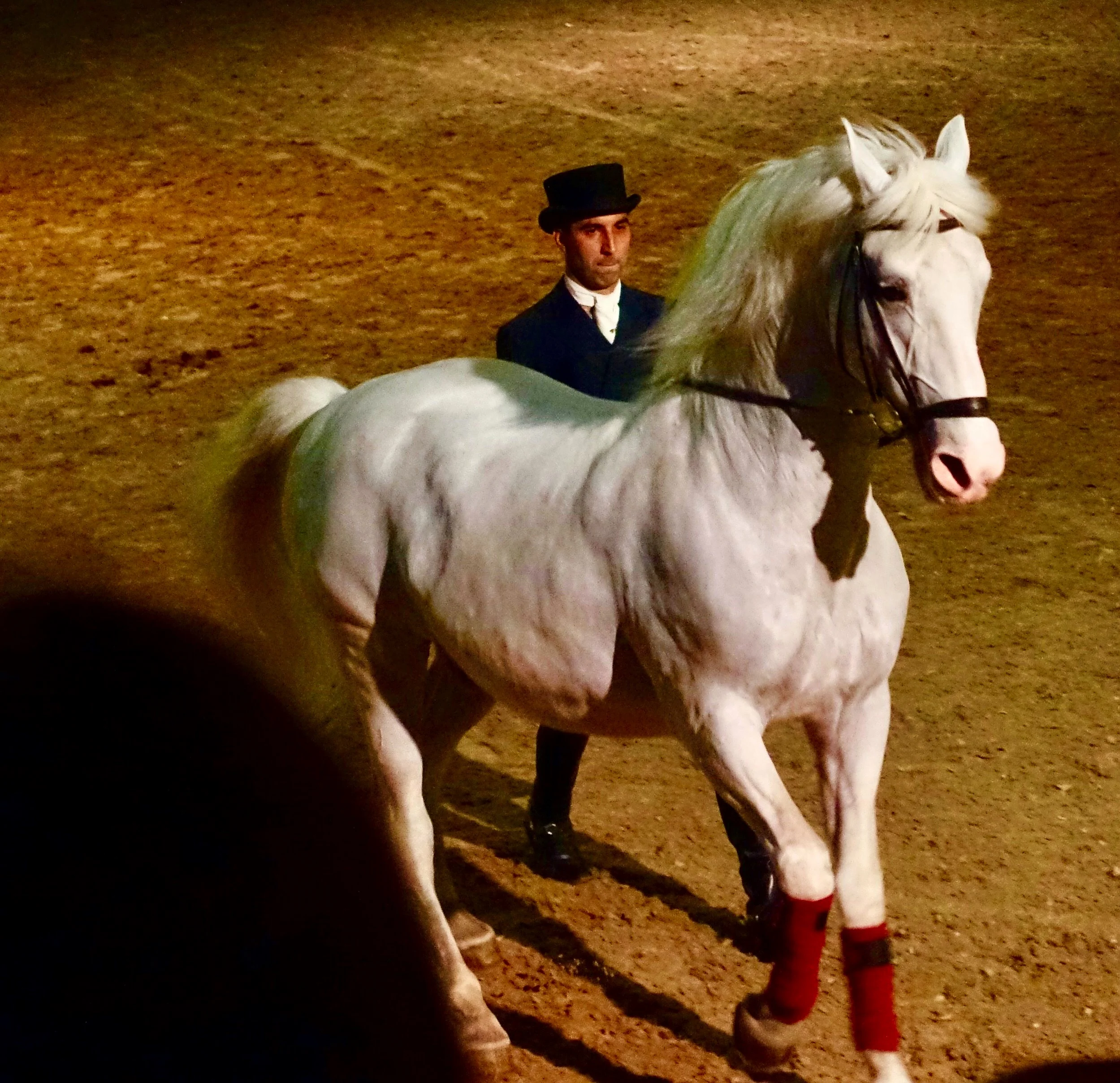  Lippizaner Stallion Slovenia 