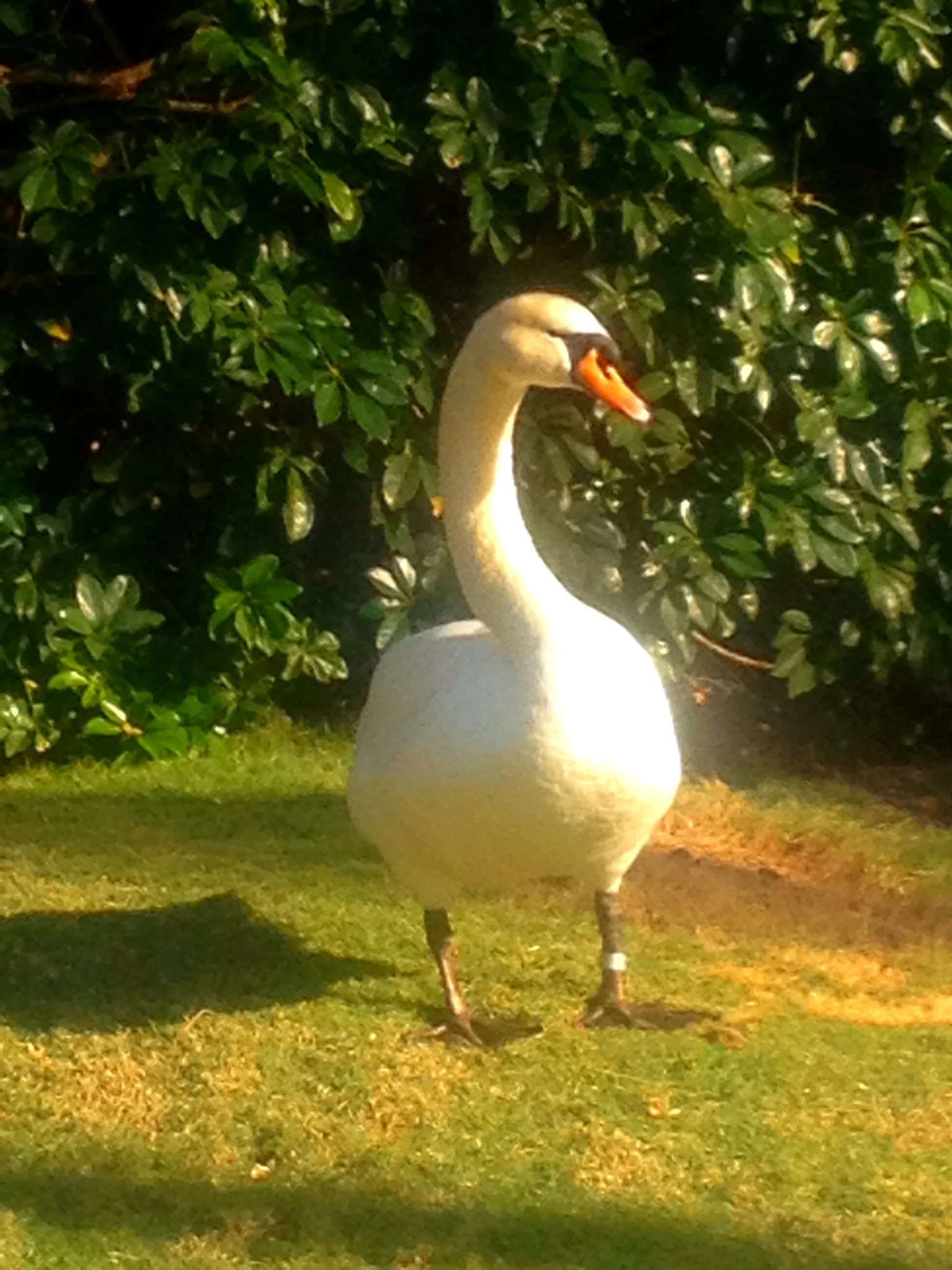  I&nbsp;am so elegant 