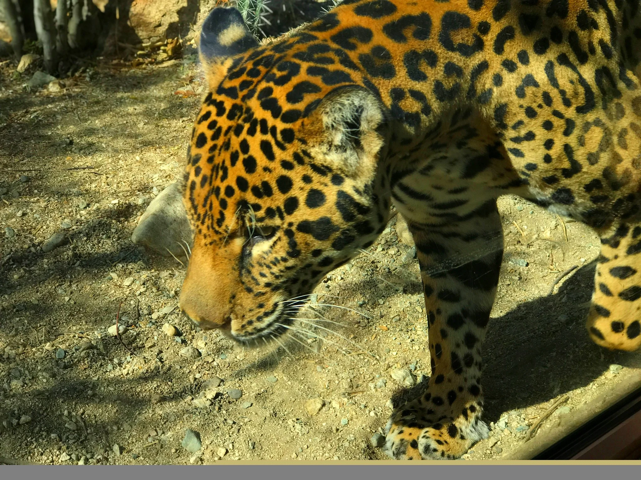  Leopard at The Living Desert 