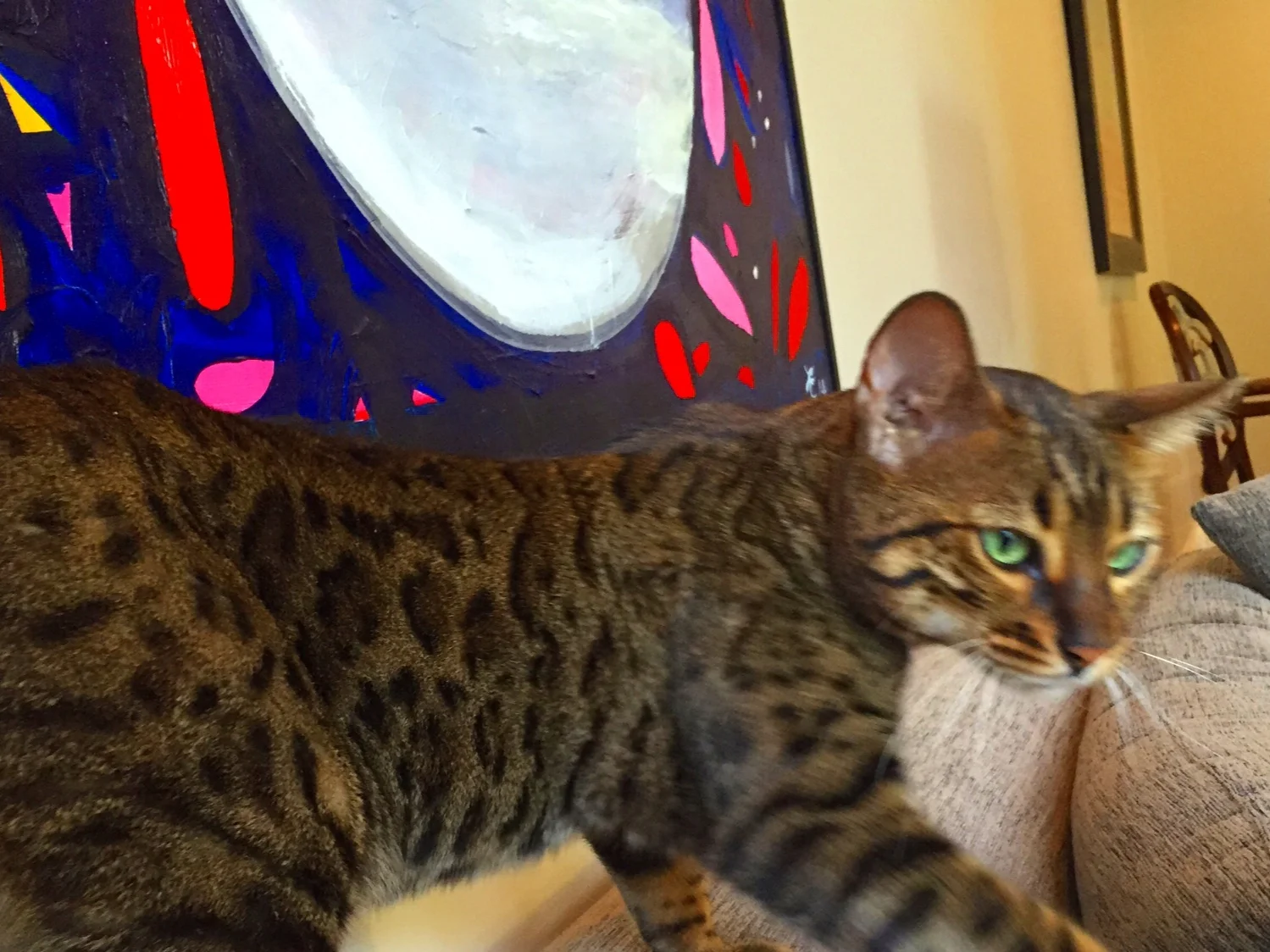  My lovely exotic cat found abandoned and adopted by my special friend Audrey 