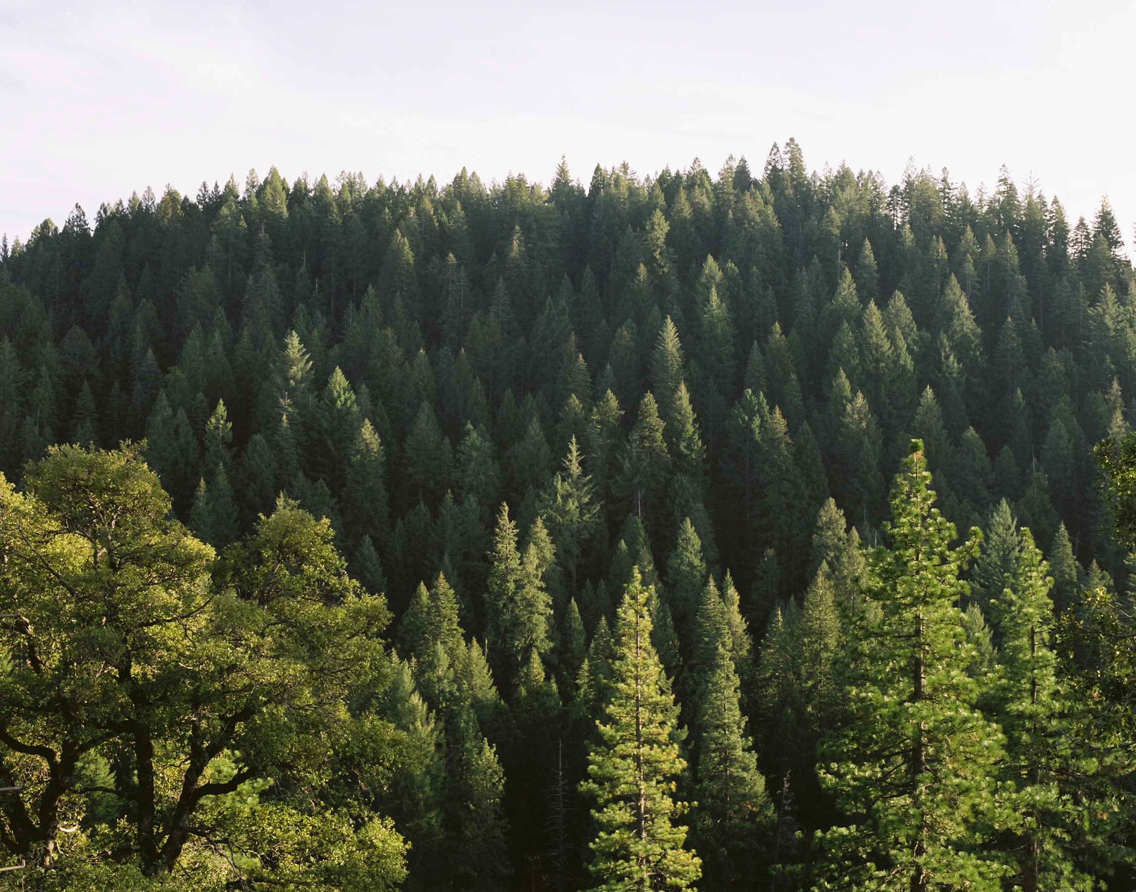 forest.jpg