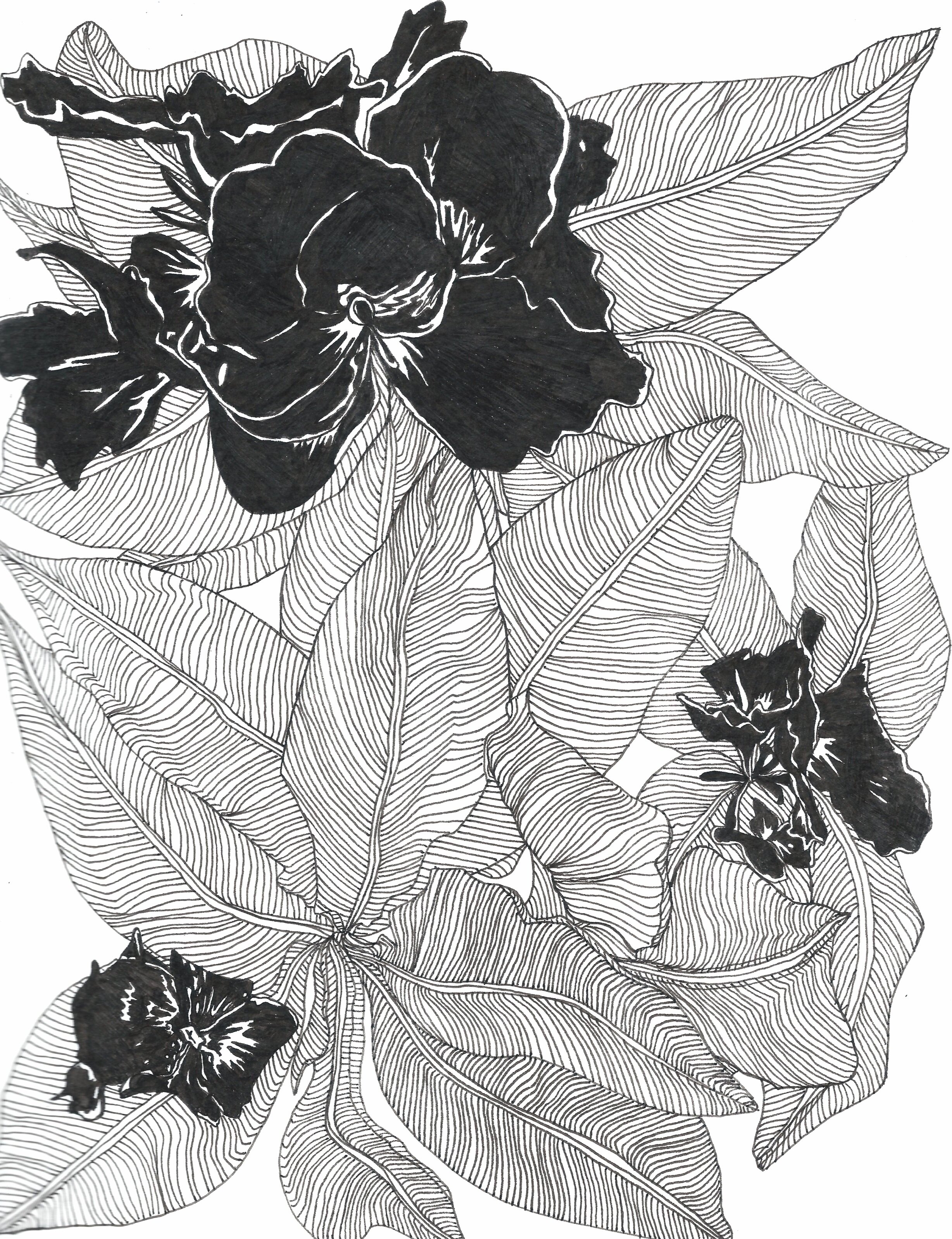   Canna indica,  Ink Pen on Paper, 8 x 10”, 2019 