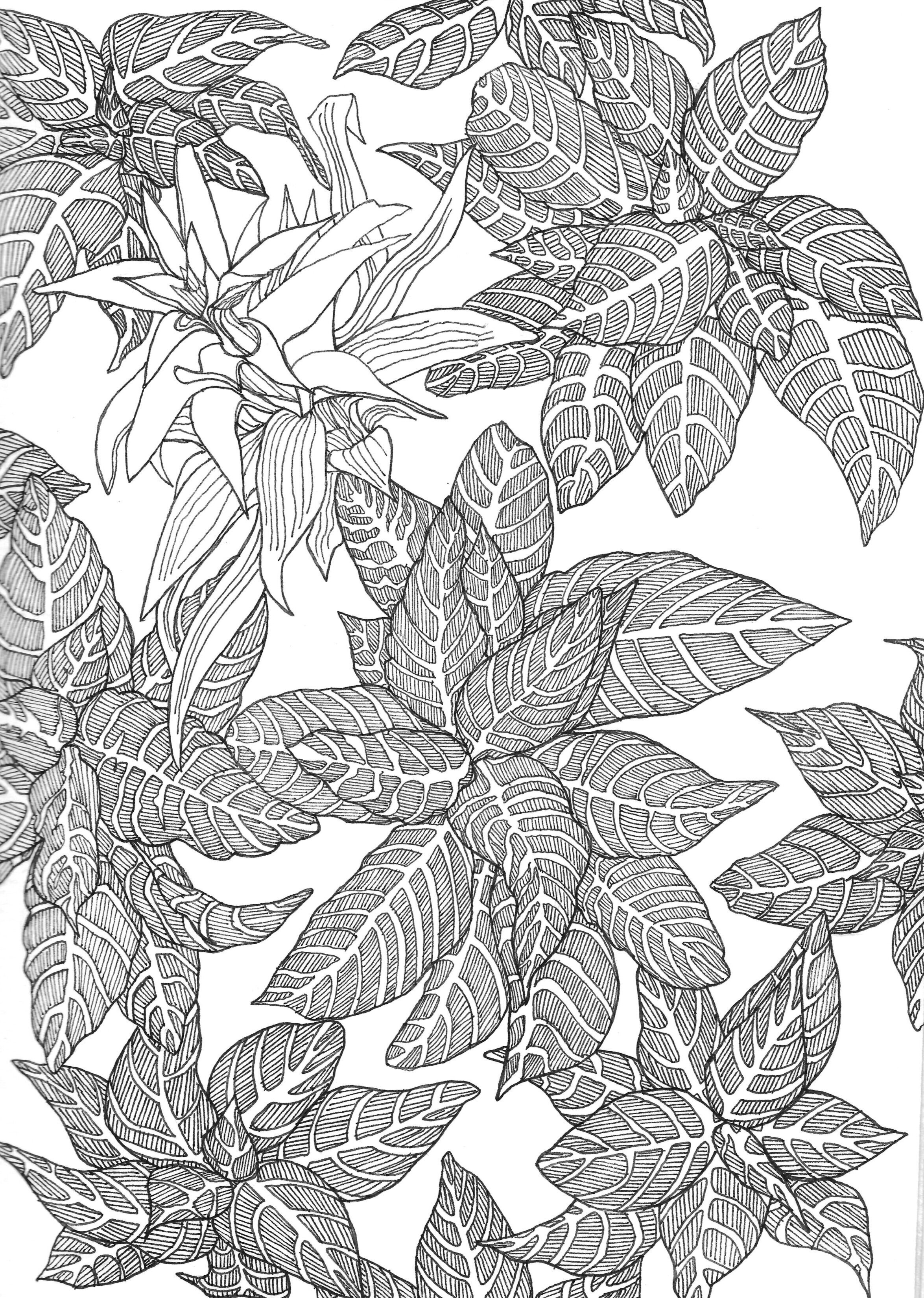   Aphelandra squarrosa (Zebra plant),  Ink Pen on Paper, 8 x 10”, 2019 