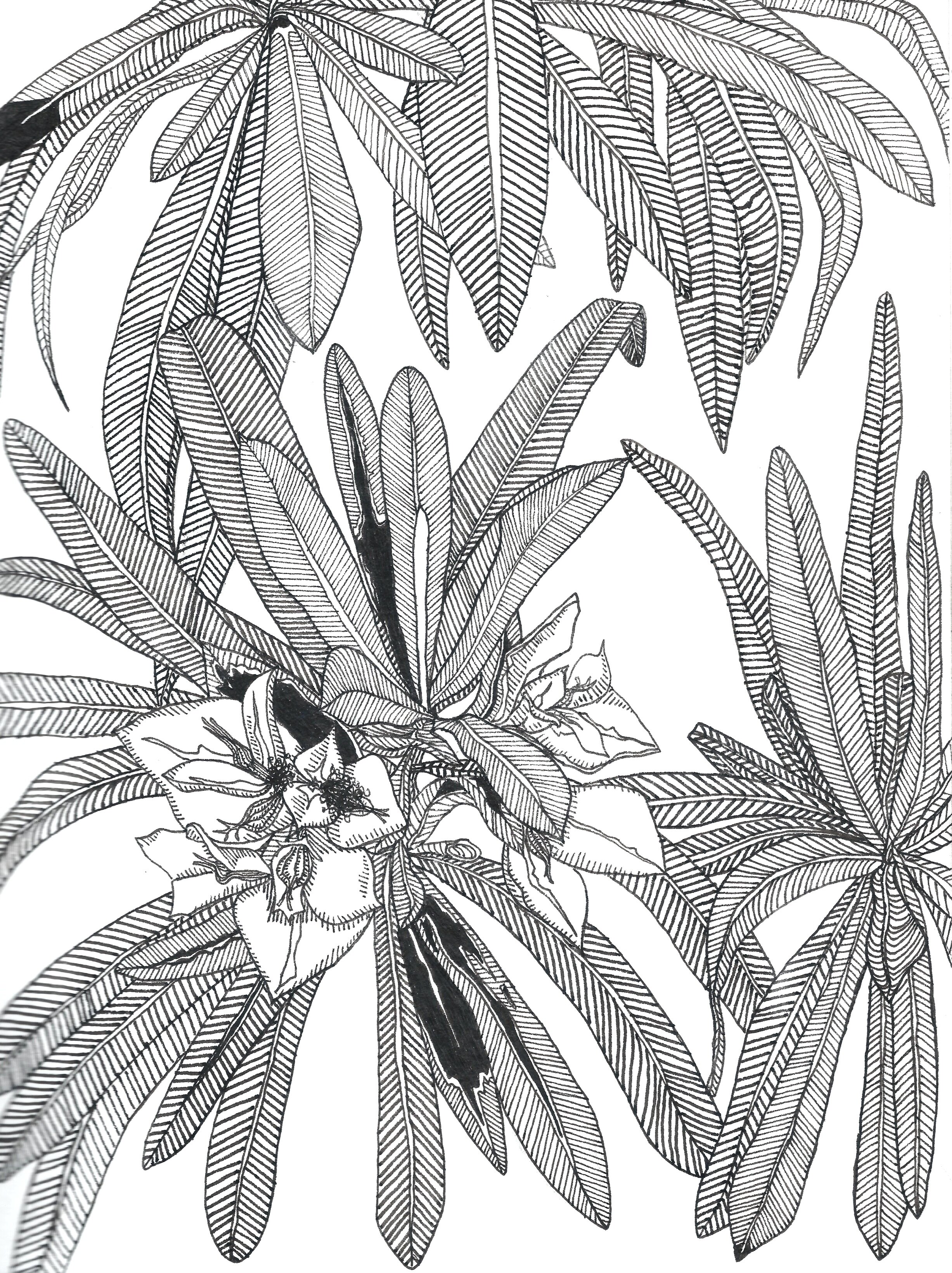   Rhododendron ferrugineum,  Ink Pen on Paper, 8 x 10”, 2019 