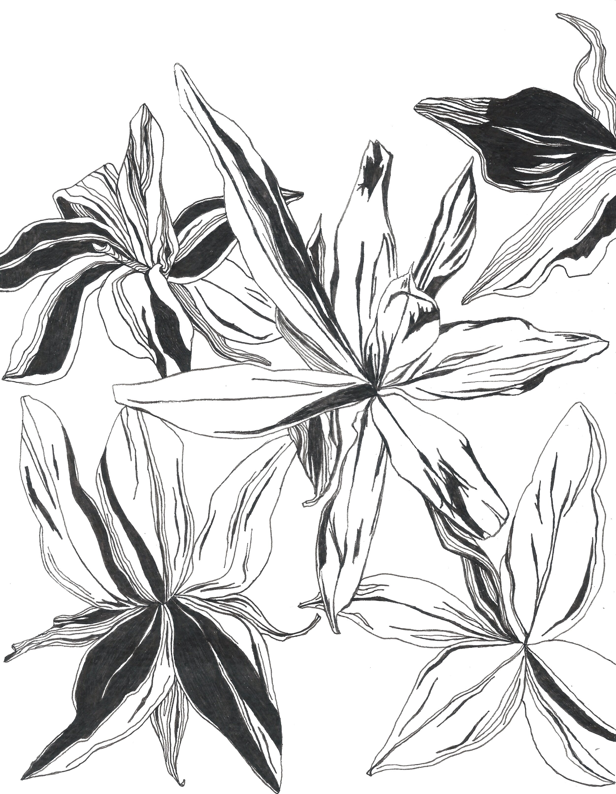   Cordyline fruticosa (Ti Plant) , Ink Pen on Paper, 8 x 10”, 2019 