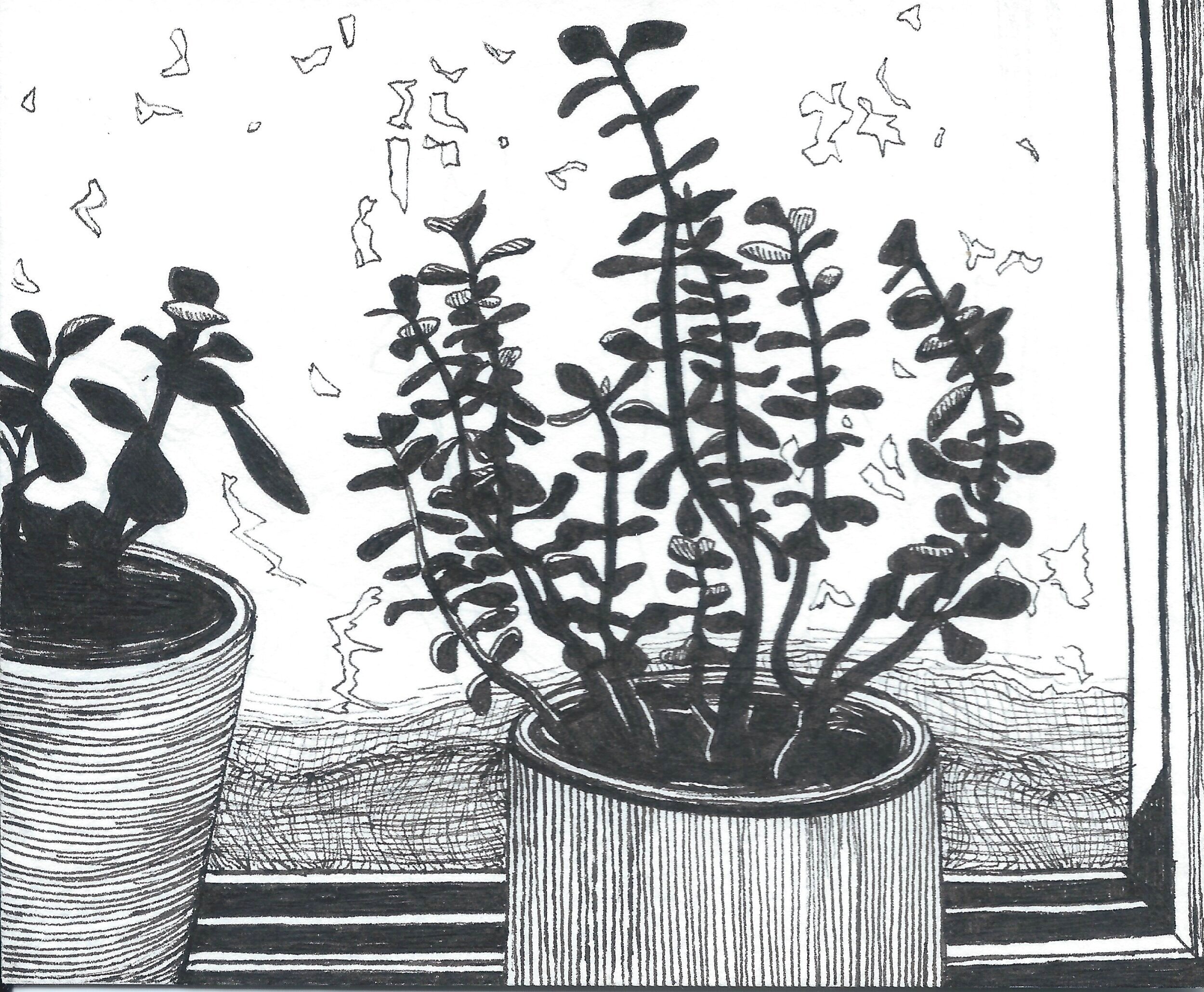   Crassula ovata (Jade plant) , Ink Pen on Paper, 4 x 5”, 2019 