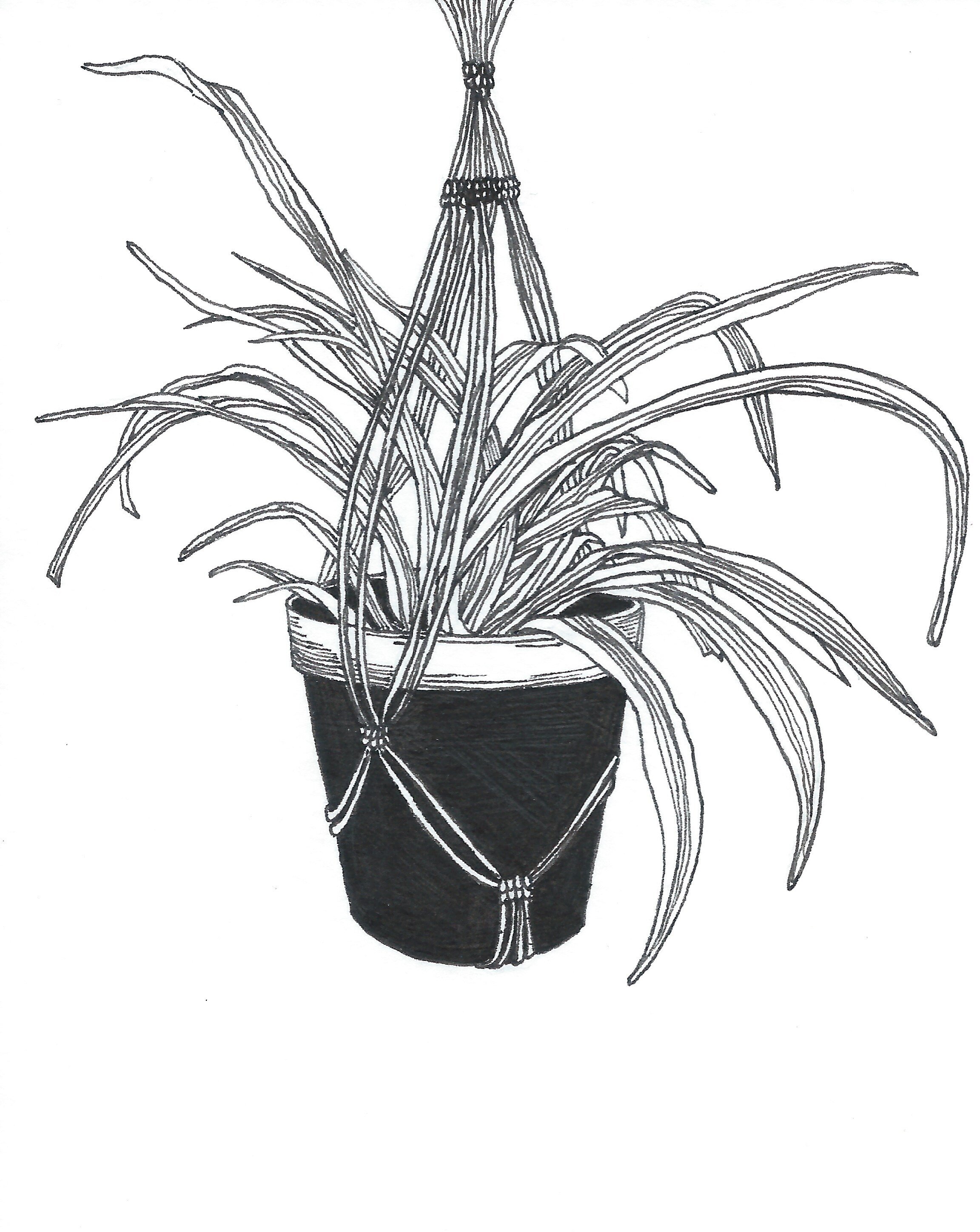   Chlorophytum comosum (Spider plant) , Ink Pen on Paper, 4 x 5”, 2019 