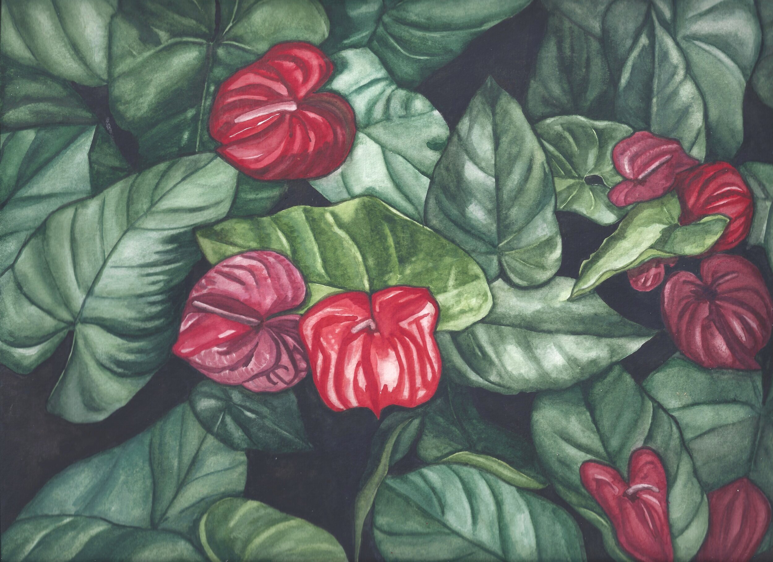   Anthurium andraeaneum  ( Painter’s-palette) , Watercolor on Paper, 9 x 12”, 2020 