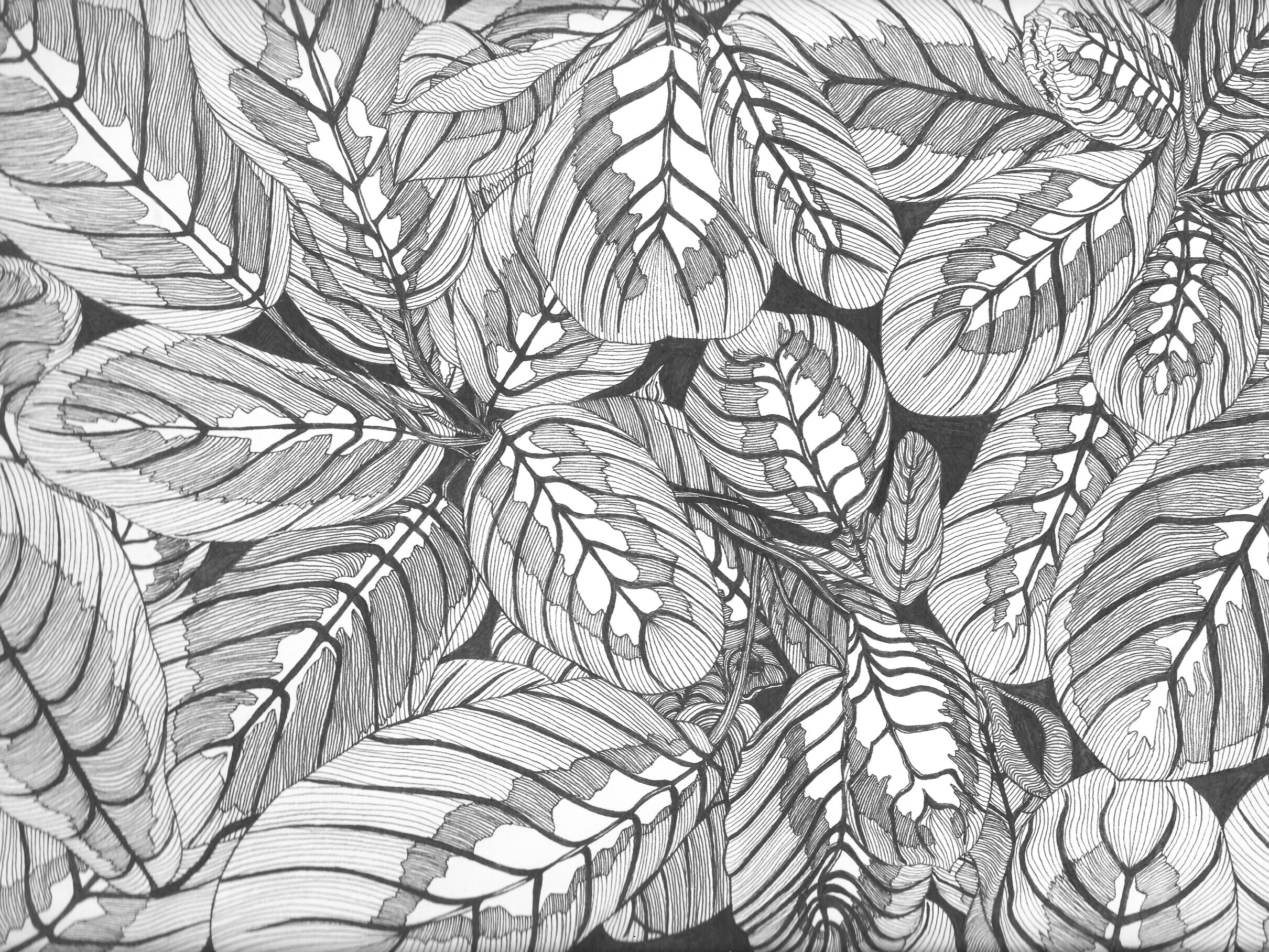  Maranta leuconeura (Prayer plant) , Ink Pen on Paper, 9 x 12”, 2020 