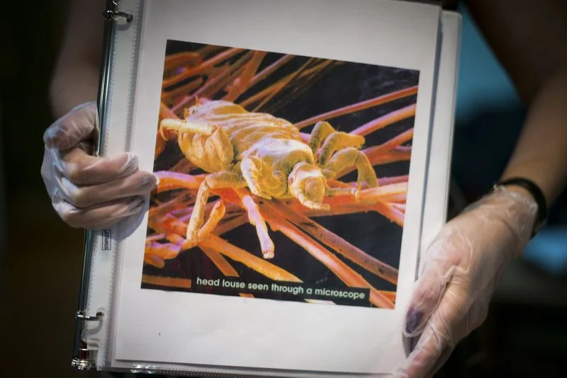 Why we’re fighting the wrong battle with head lice