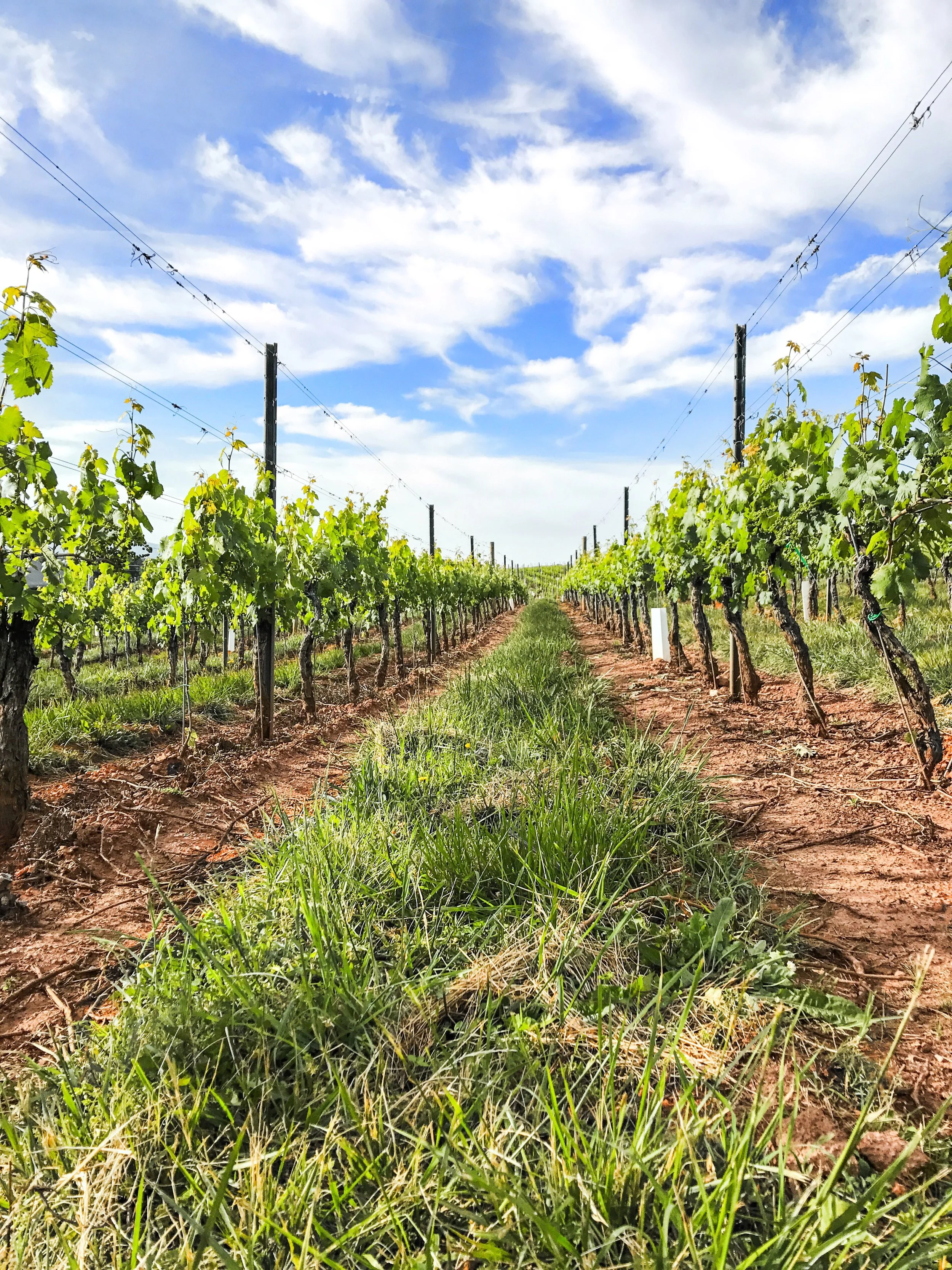 Back to Virginia for Wine and Food