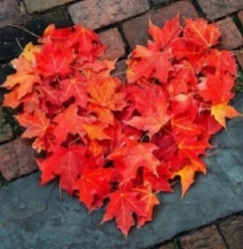 Hart in herfst (2).jpg