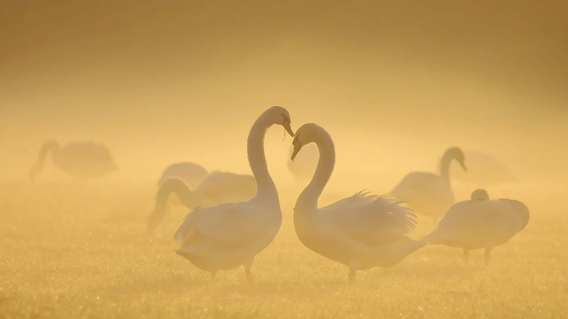 Relaties - Alleen de liefde kan jullie redden