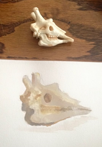 Giraffe Skull