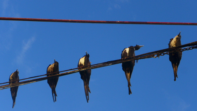 Albatross on a wire. On the boat. 