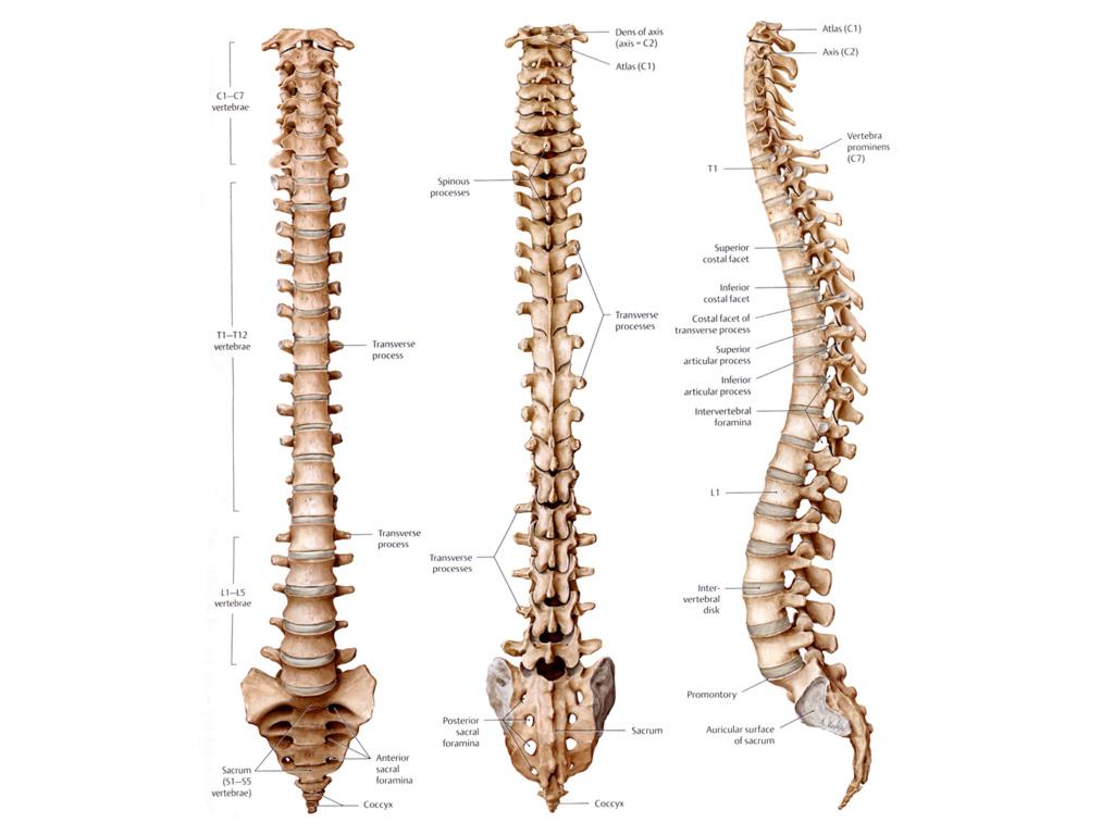 Thoracic spine is comprised of the 12 segments in the middle of the back. 