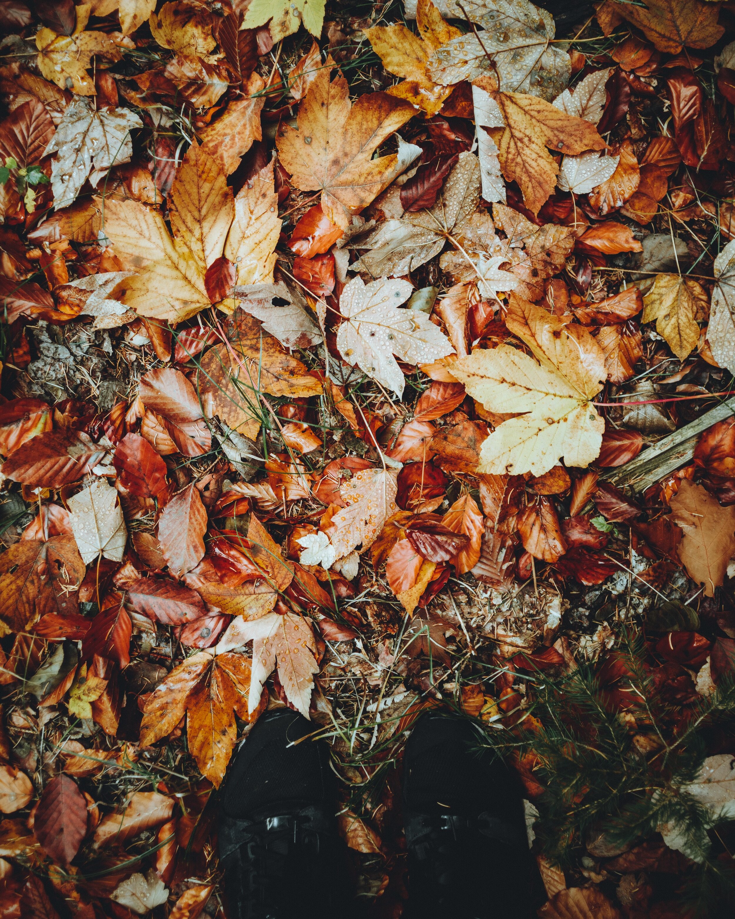 Episode 095: Autumn Declutter Time — Holistic Spaces