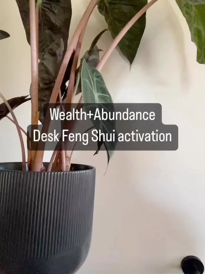 Wealth+Abundance
Desk Feng Shui activation

Sharing a Feng Shui adjustment I just did today! You can do it too!

- Find the wealth area of your desk
- Top left corner

You need a new
- Living green plant
- Black pot

Be sure to care for it!