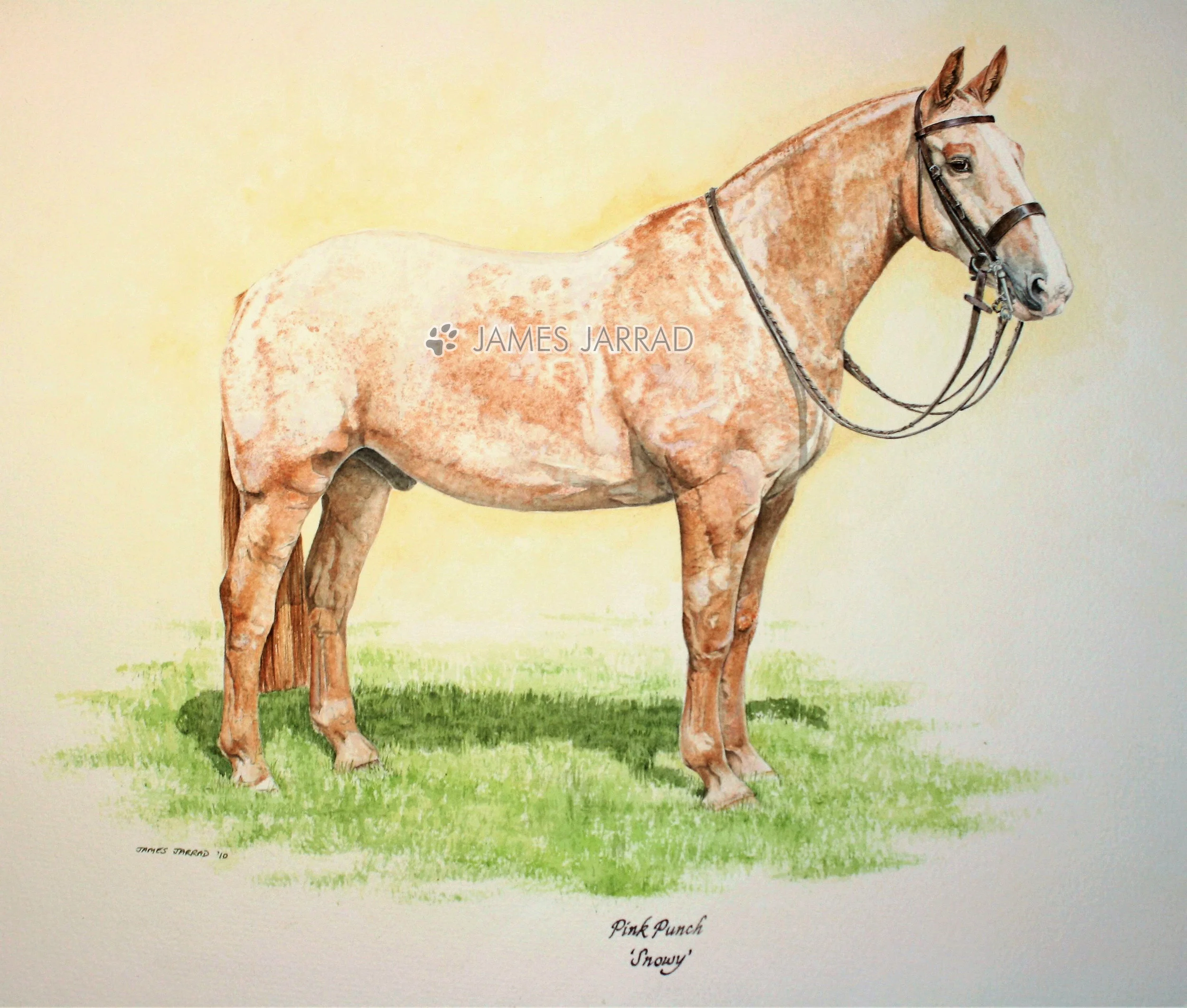 Paddy, Hollance & Frisky.jpg