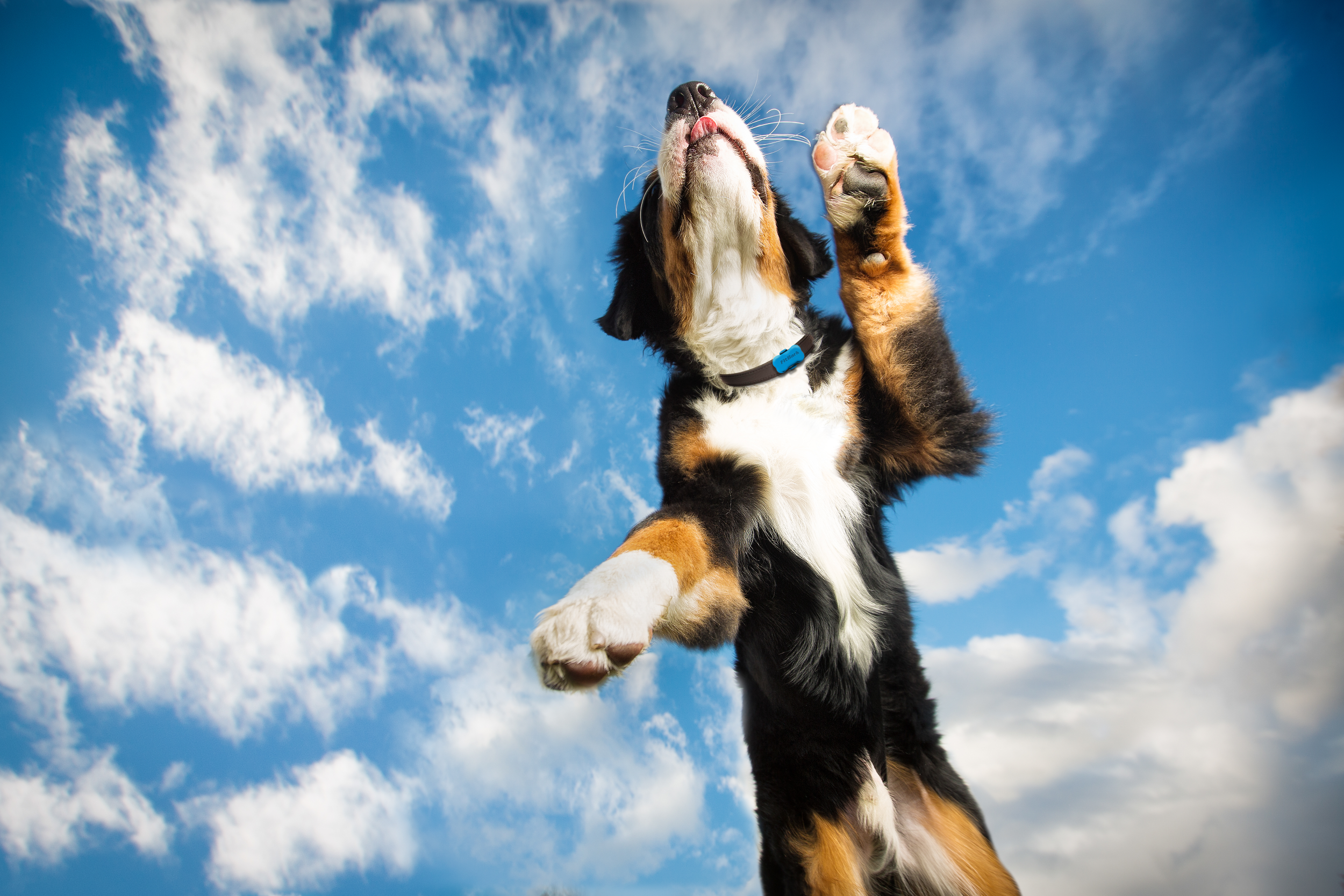 We Are Wearables & Best Buy Canada present Pet Wearables: Fido gets connected