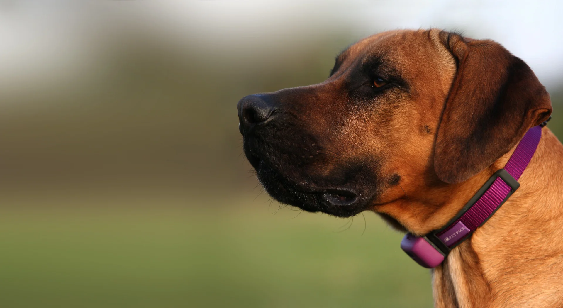 Wearables go to the dogs on Canada AM