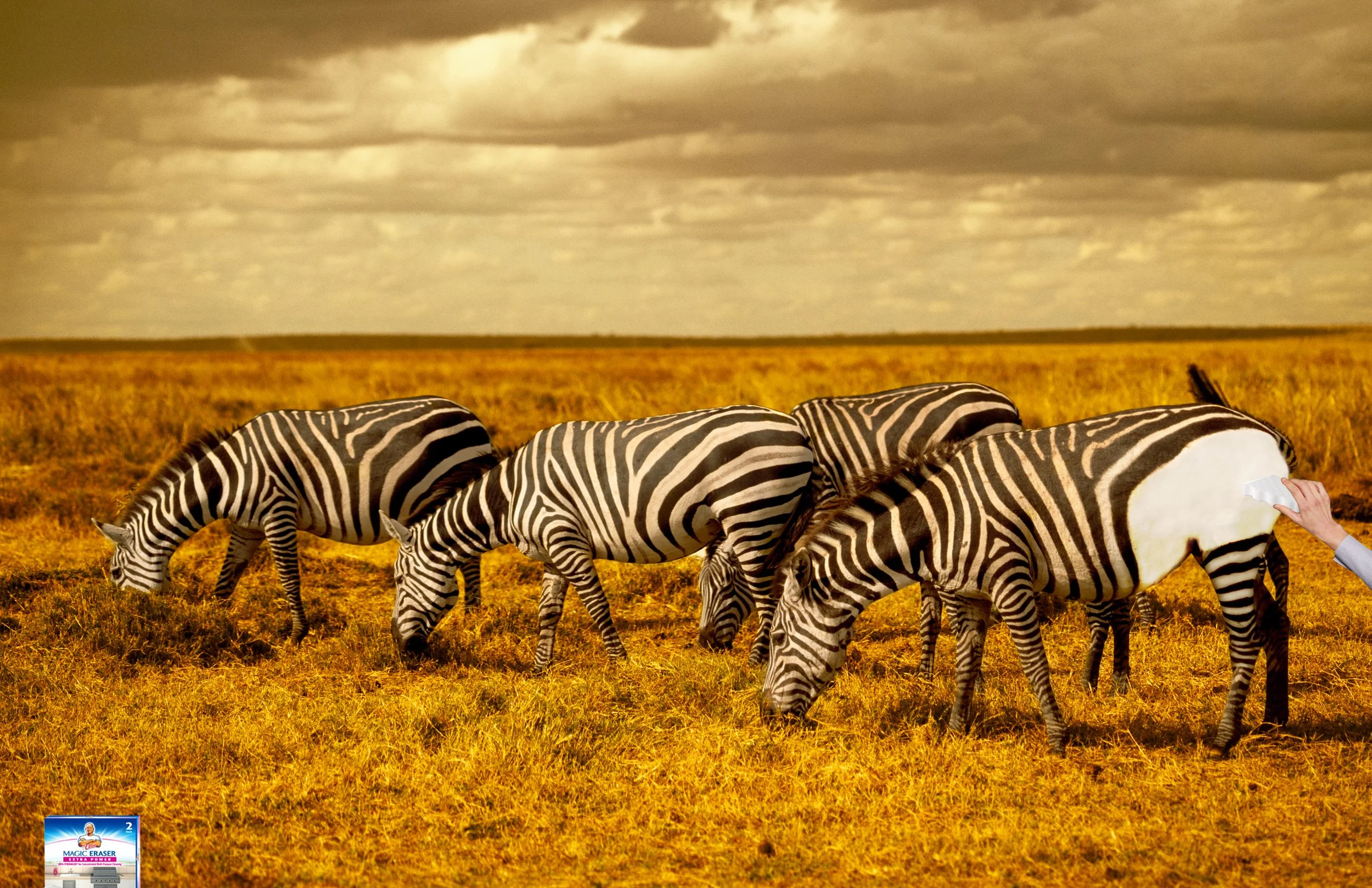 MagicEraser_Zebra.jpg