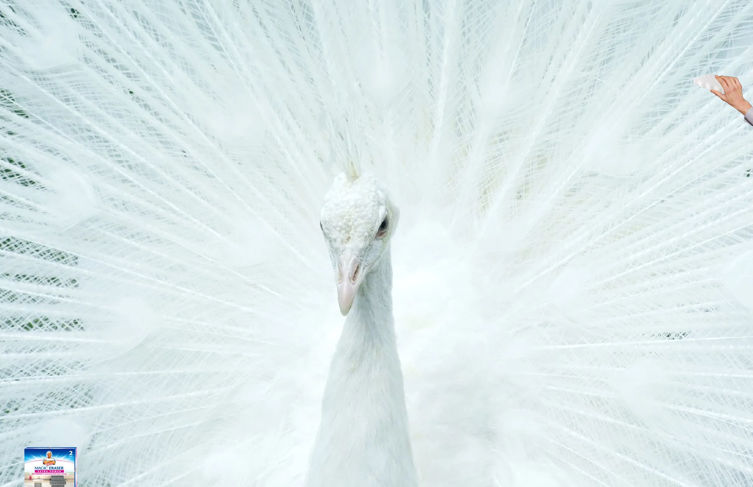 MagicEraserPeacock1.jpg