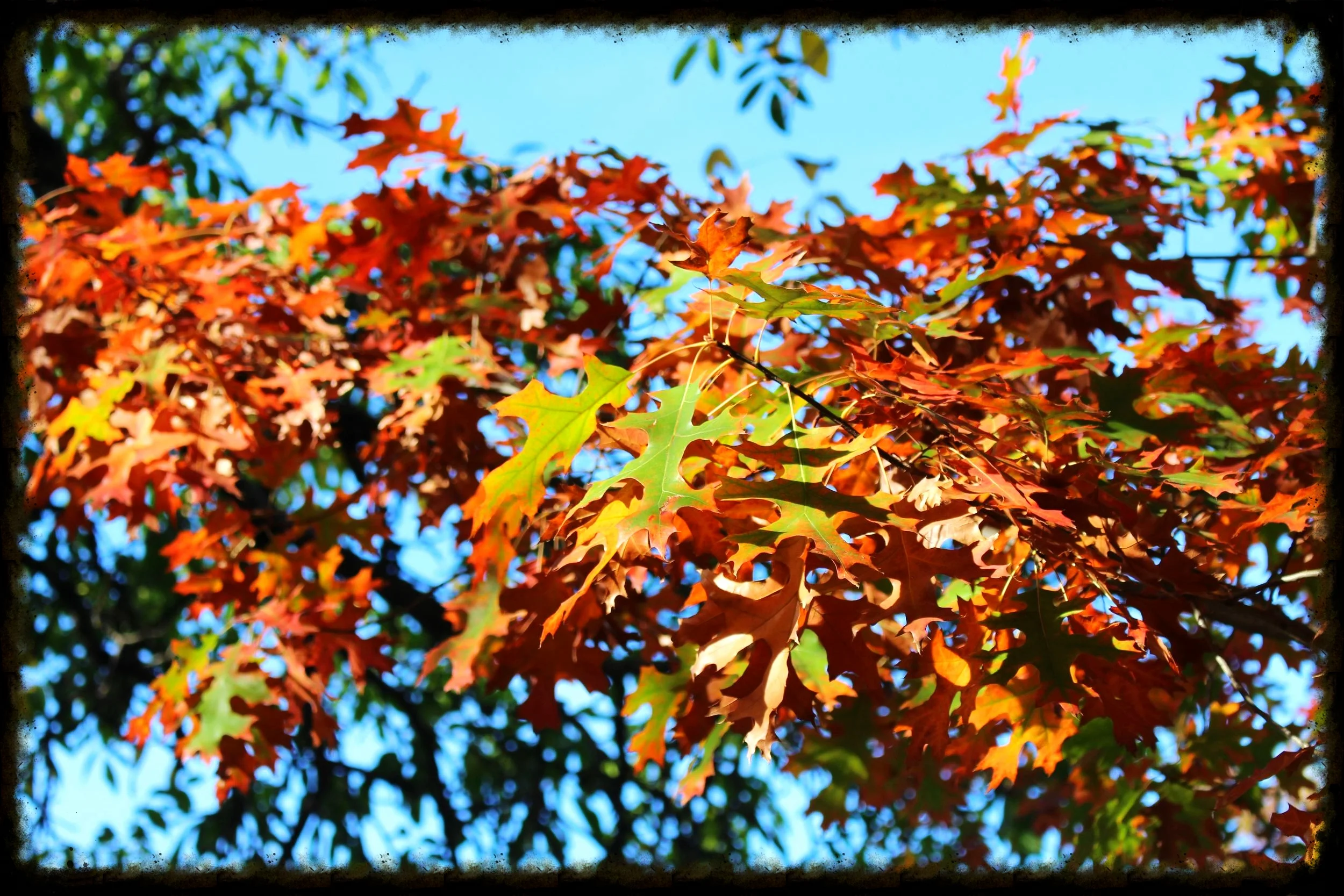 Fall leaves.jpg