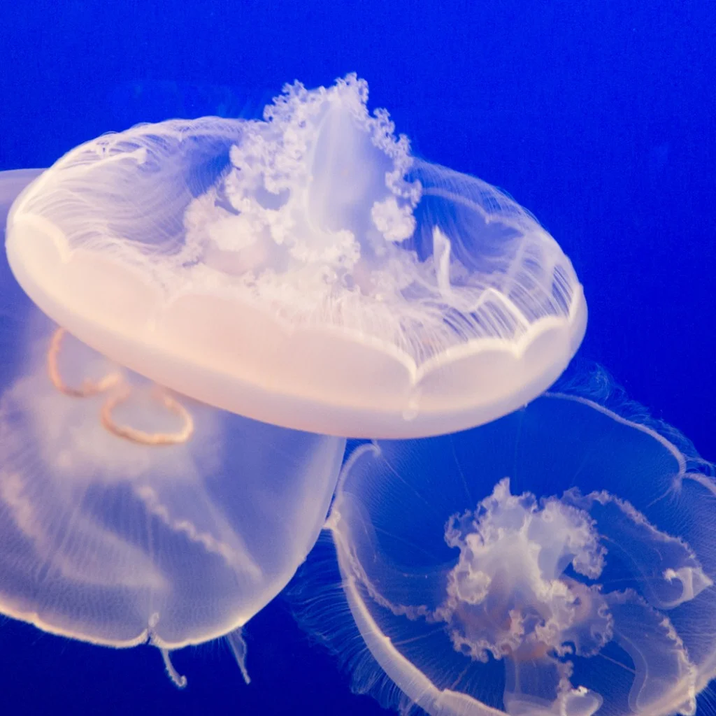 3white_jelly_square-1024x1024.jpg