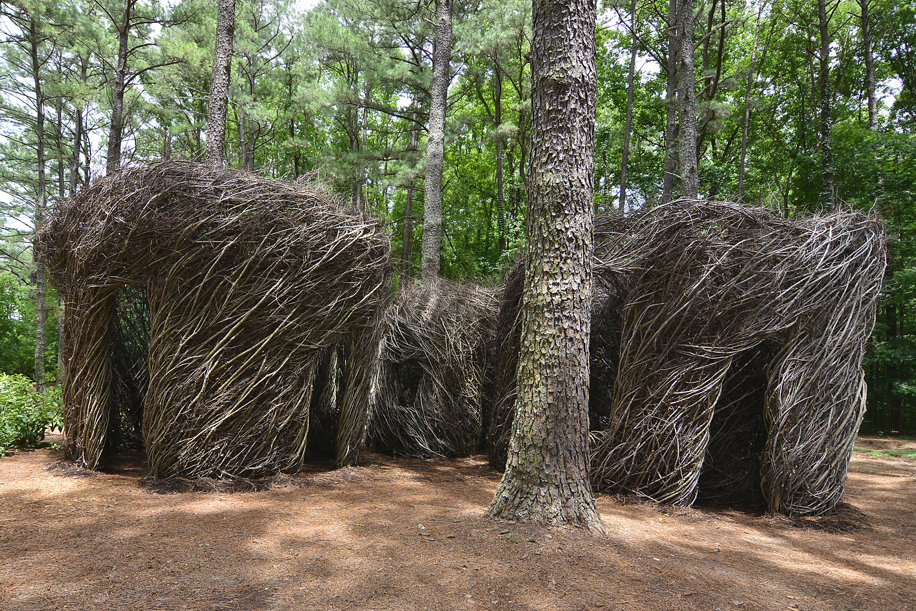 06 2015 Just Beyond The Forest Curtain Cape Fear Botanical