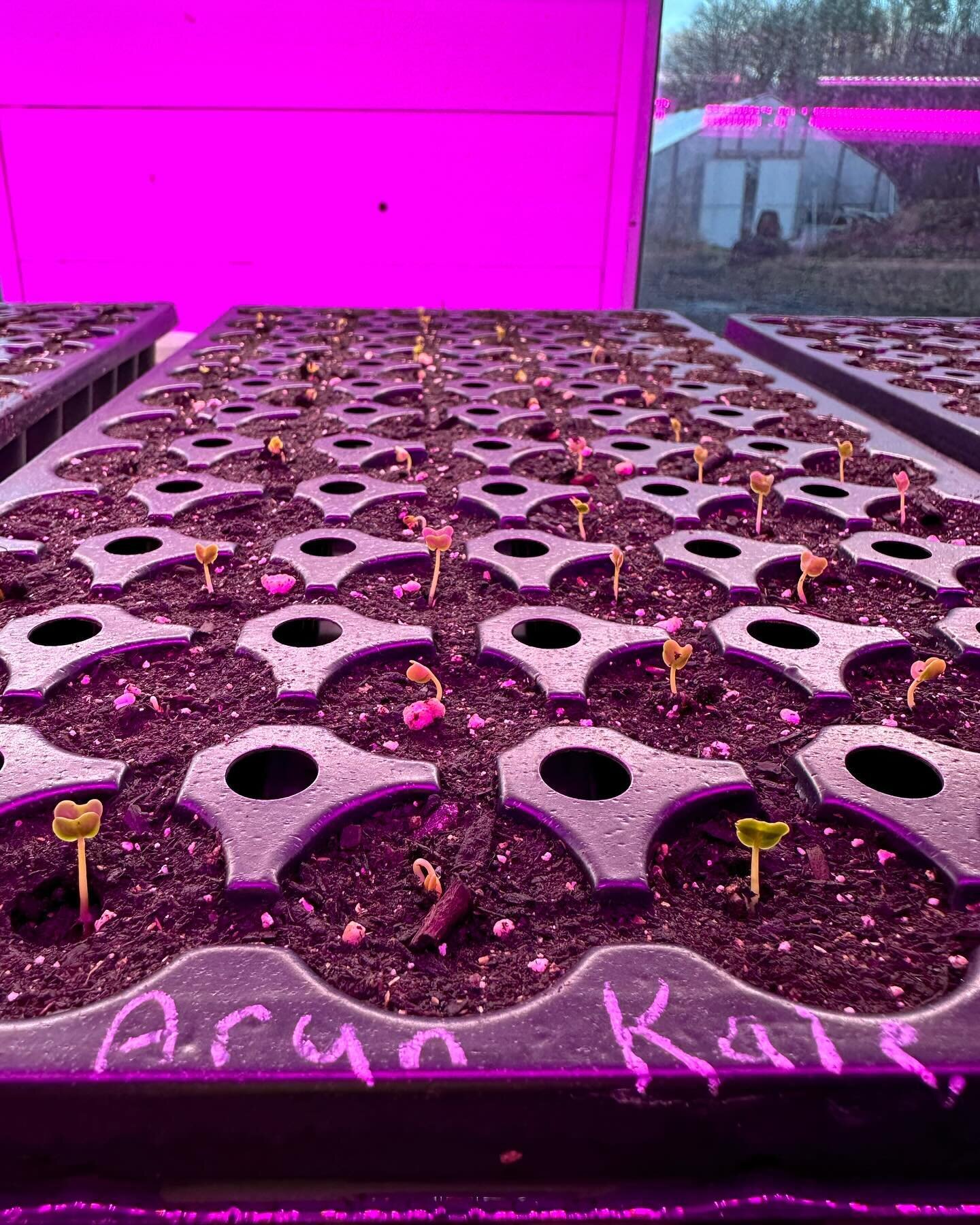 Pink lights + kale seeds = planting party