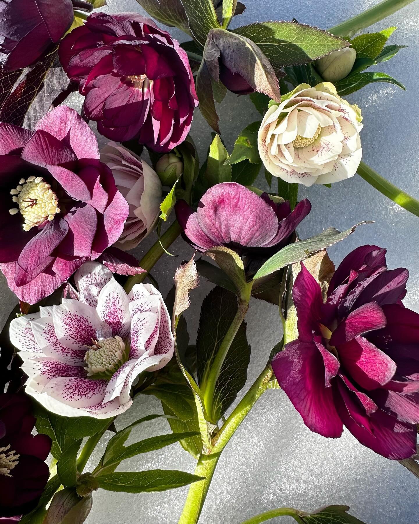 Hellebores I picked this morning.  There is magic in the air today. It feels so beautiful knowing that many (hundreds of thousands? millions?) people are anticipating the eclipse today with a sense of wonder and mystery.  This is my kind of holiday.