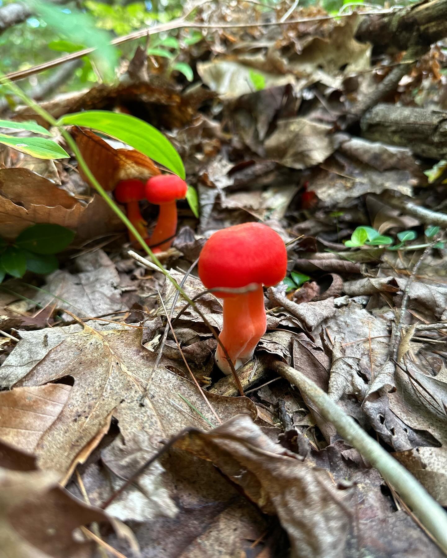 Wednesday was a day of treasure-hunting, mushroom-spotting, playing in our new-to-us pool, and making Vietnamese spring rolls.